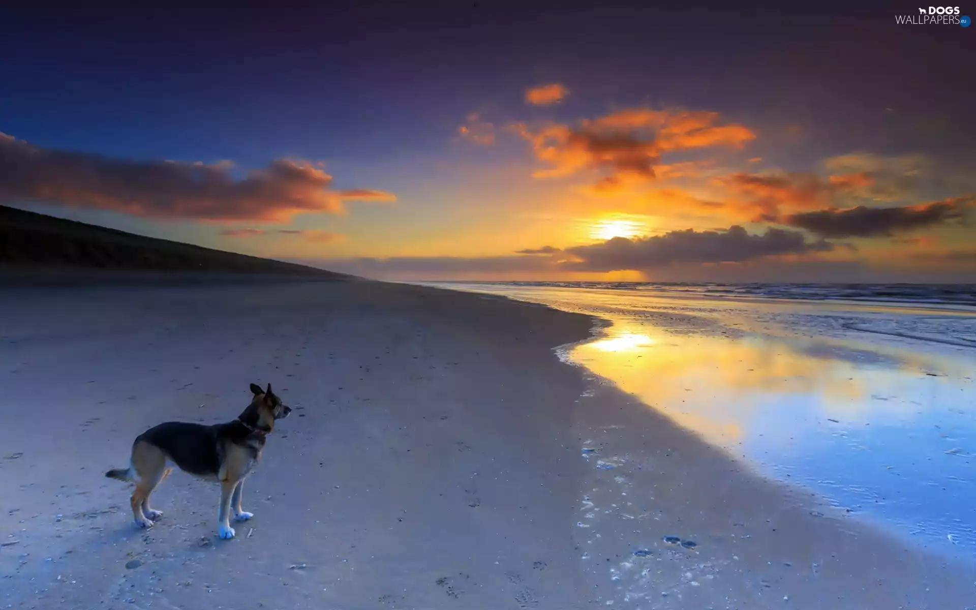 Beaches, sheep-dog, west, sun, sea, german