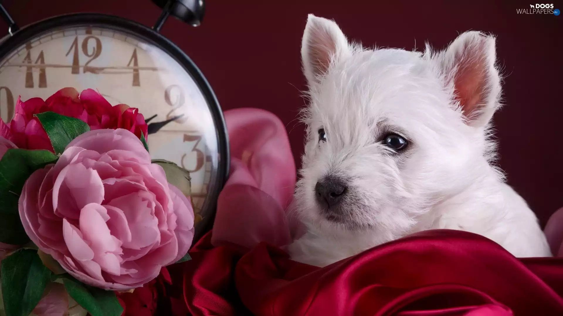 Puppy, Clock, Flowers, West Highland White Terrier