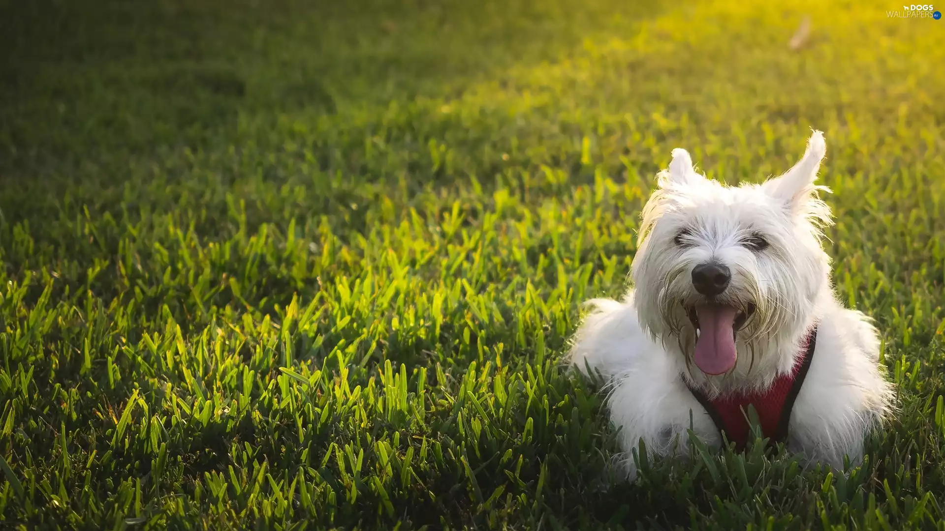 doggy, West Highland White Terrier