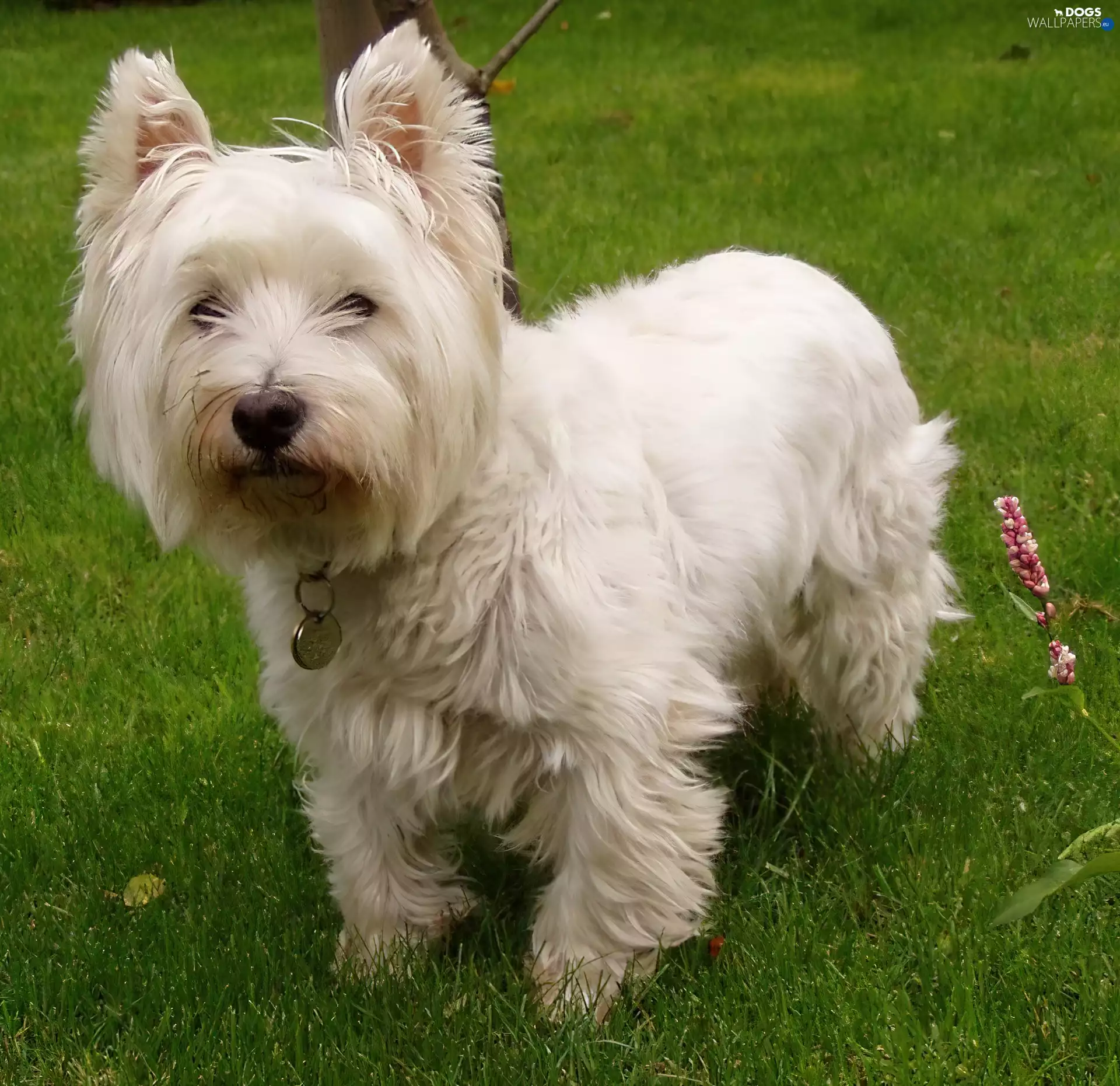 honeyed, West Highland White Terrier