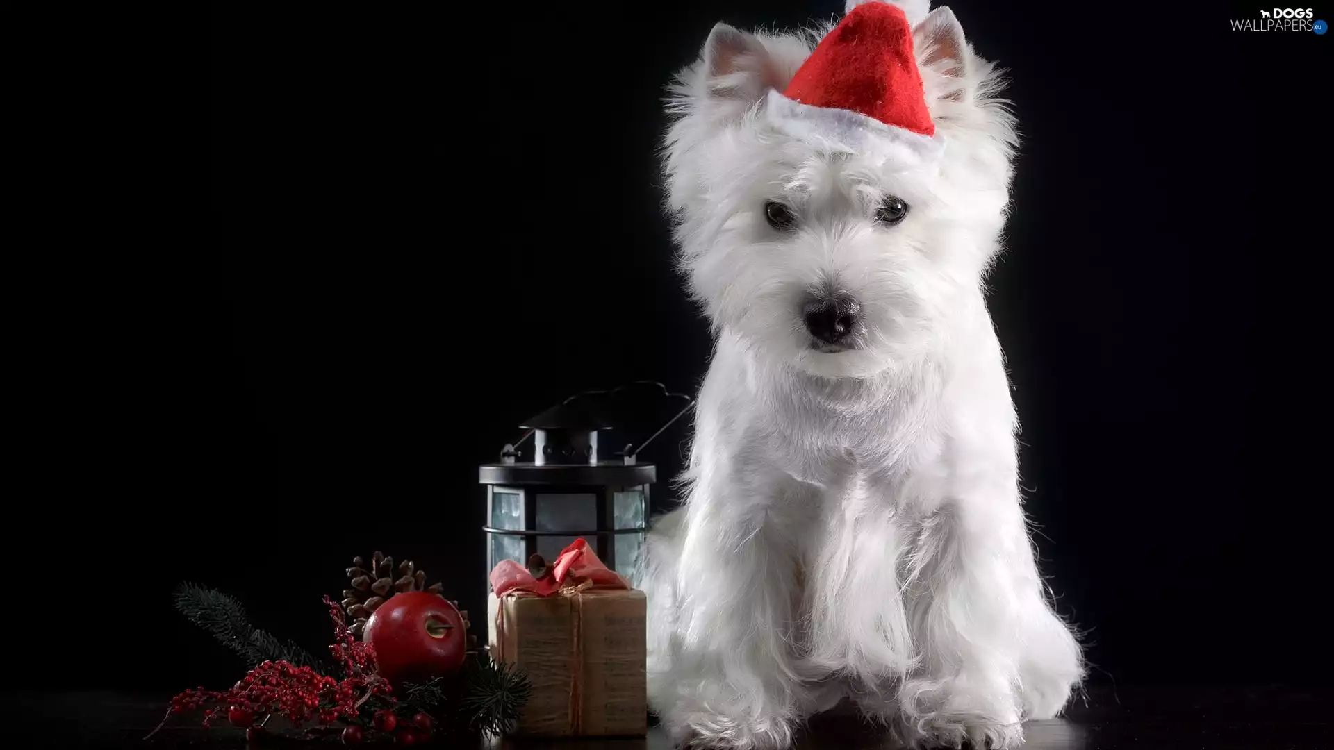 dog, Bonnet, Nicholas, West Highland White Terrier