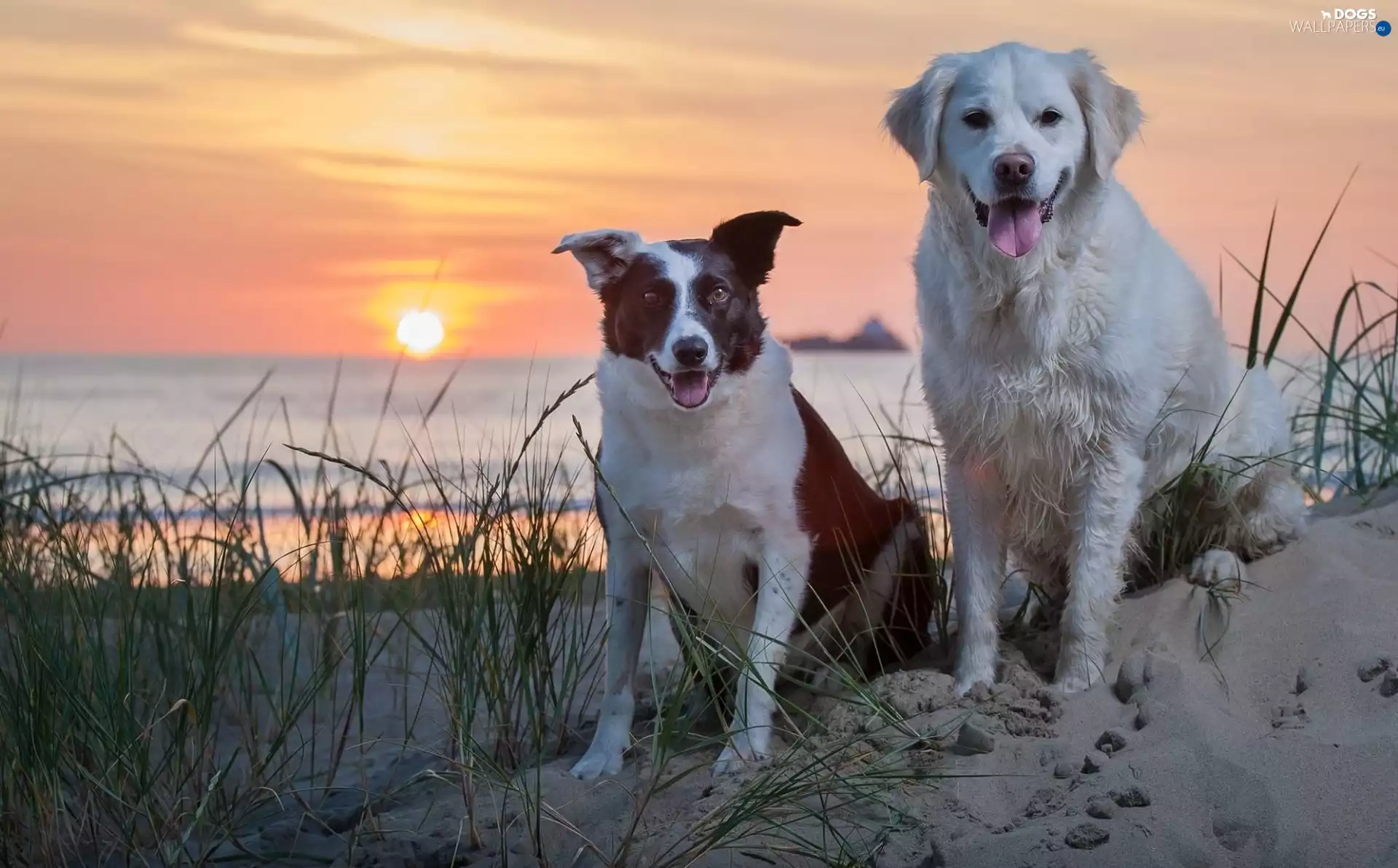 Two cars, Dogs, west, sun, sea