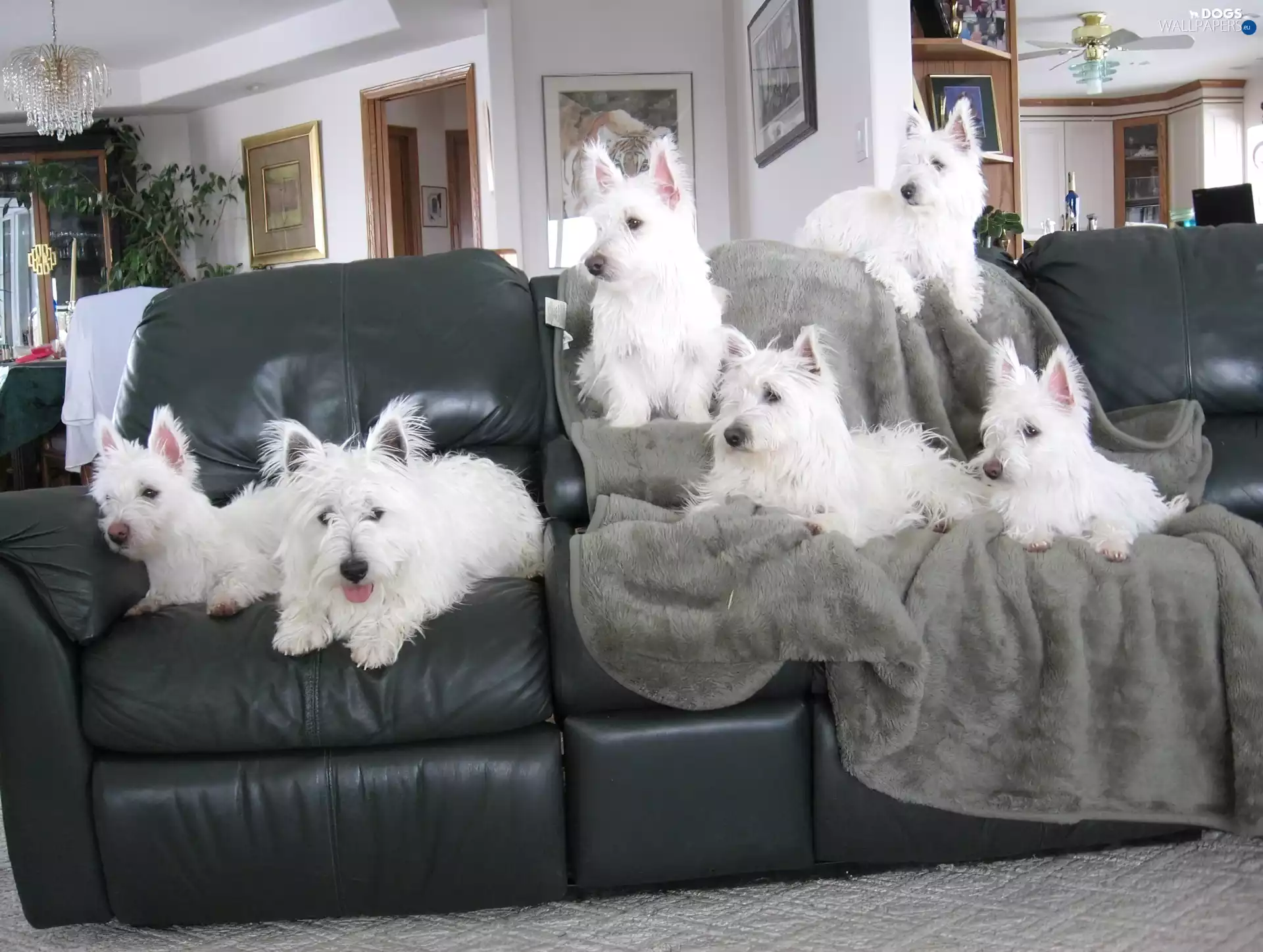 six, black, Sofa, West Highland White Terrier