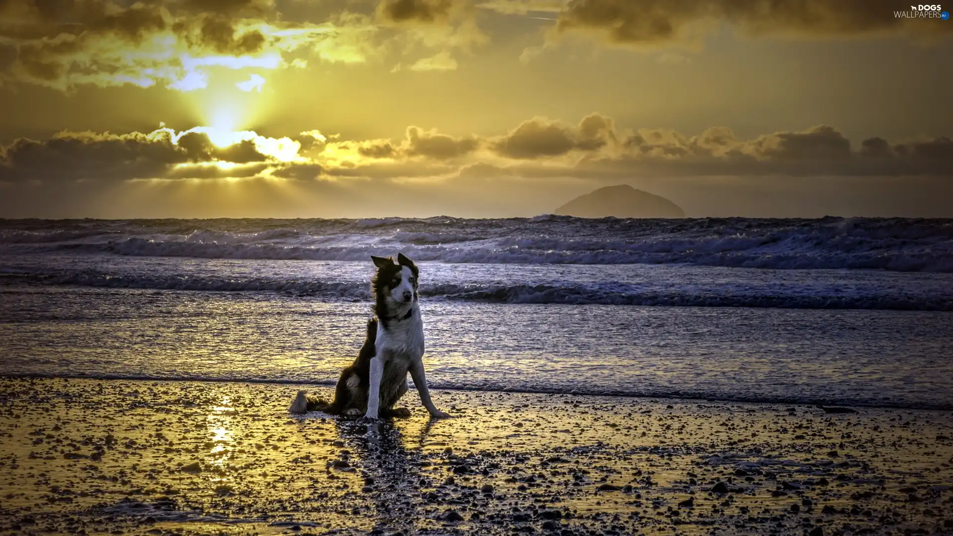 west, sea, dog, sun, Beaches