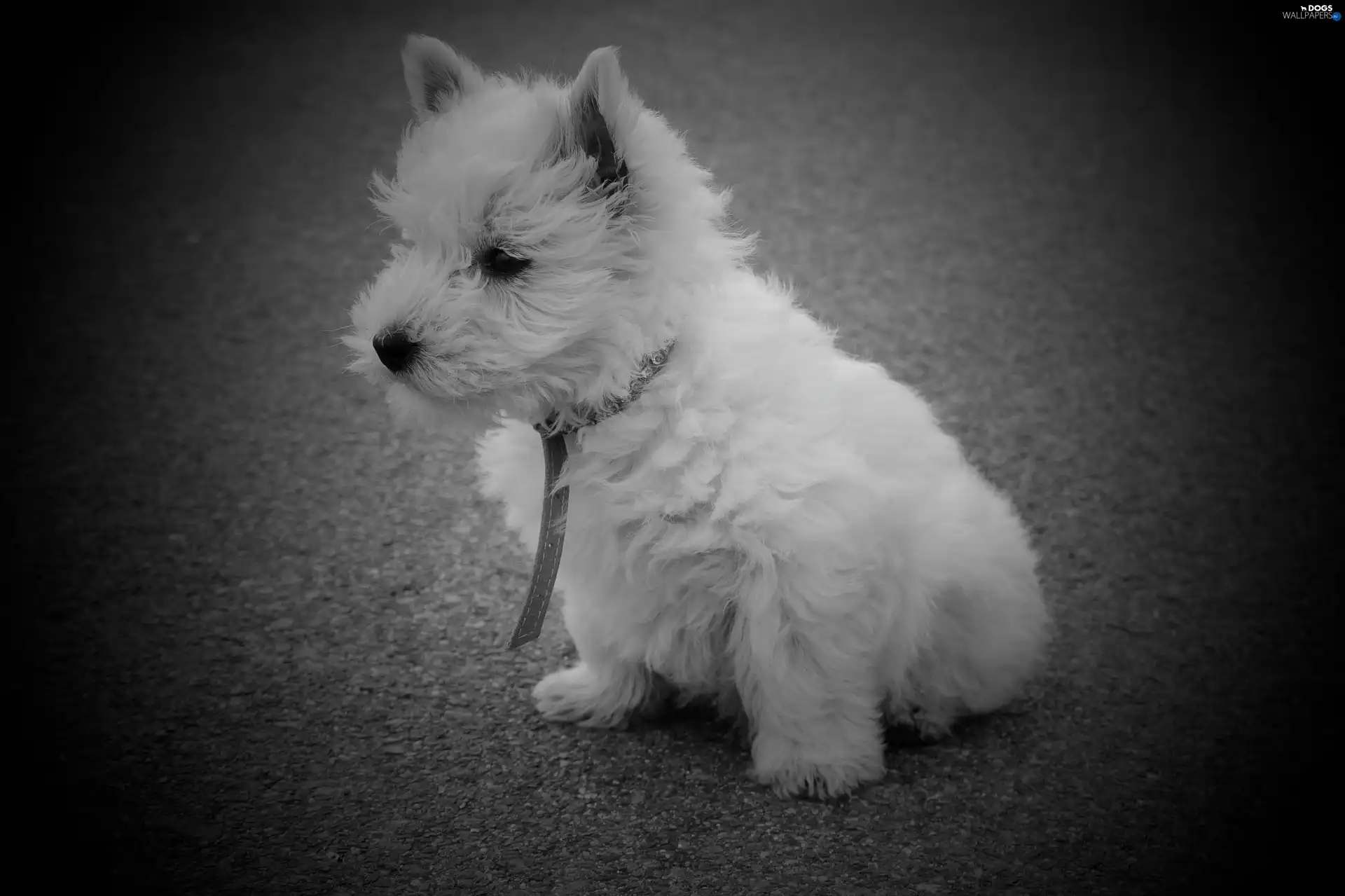 West Highland White Terrier, dog