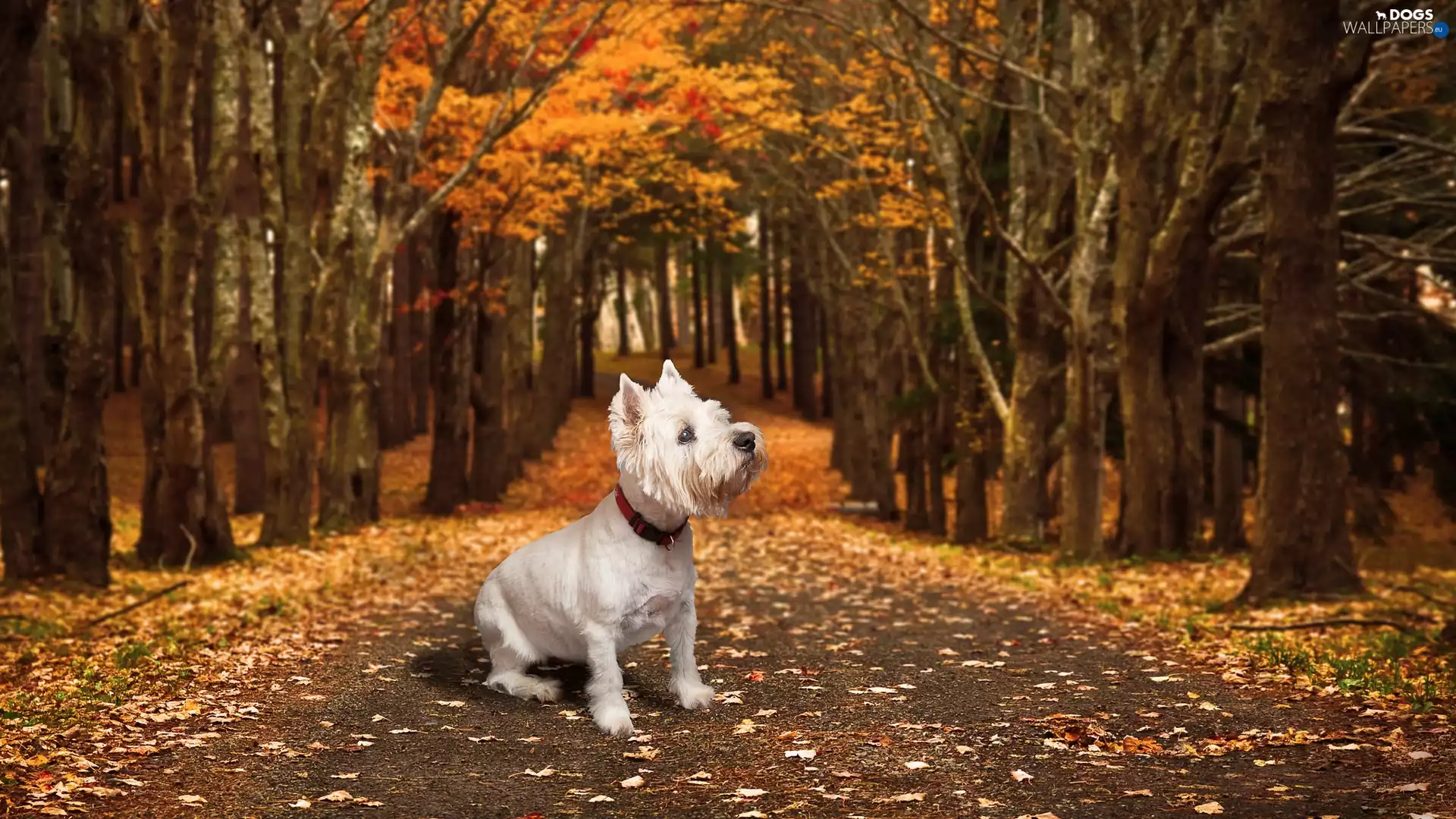West Highland White Terrier, White, trees, viewes, Way, dog