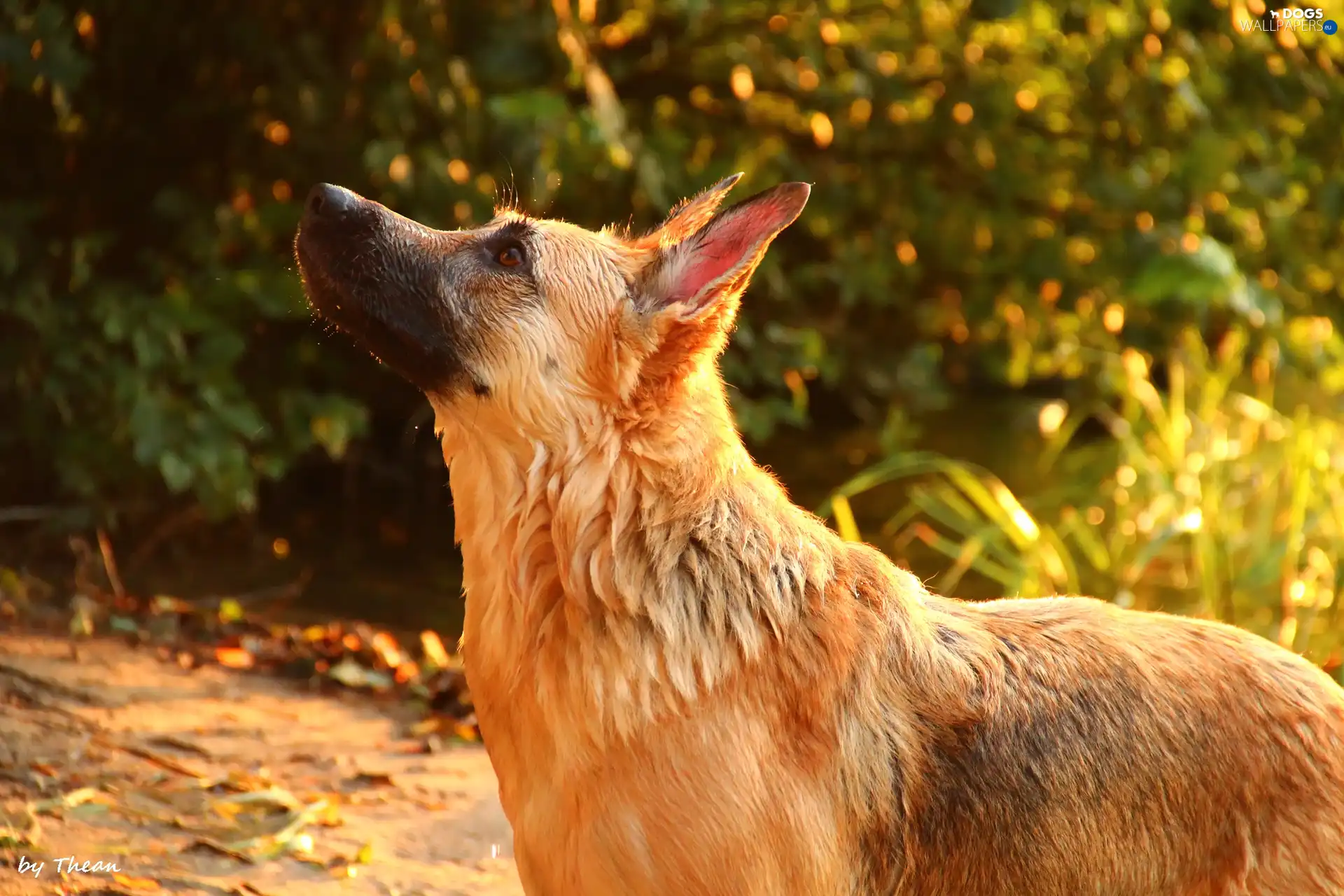 wet, sheep-dog, dog