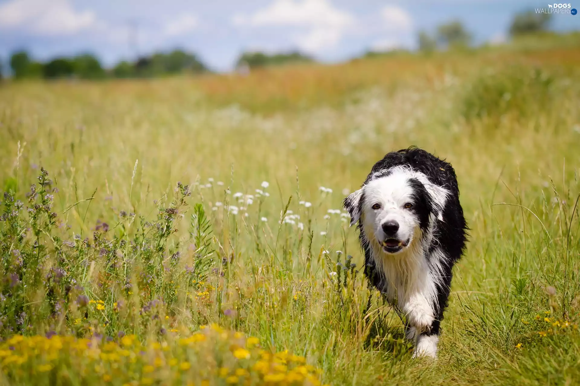 Border, Meadow, fuzzy, wet, summer, Collie, background
