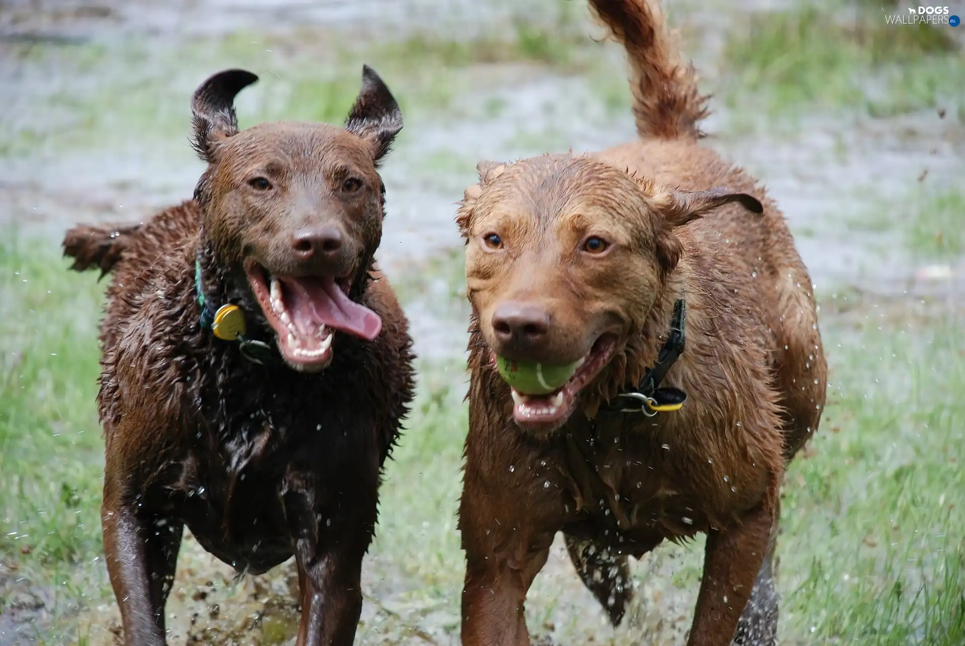 wet, Chesapeake Bay retrievery, Two cars