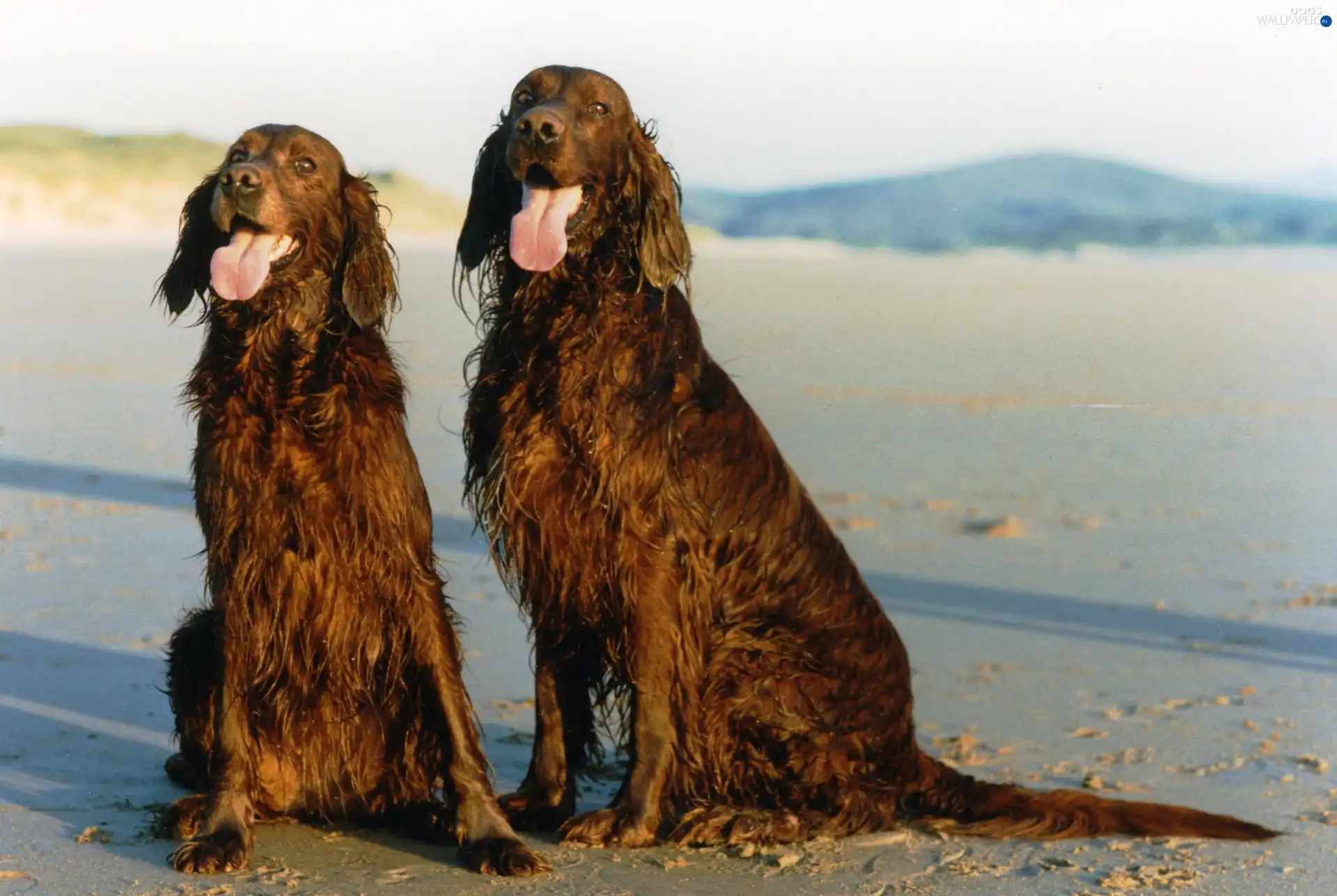 wet, Irish Setters, Two cars