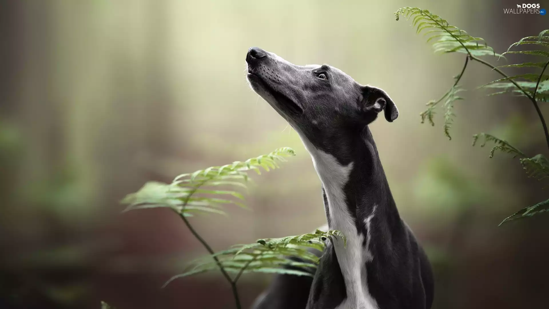 Whippet, Fern, dog