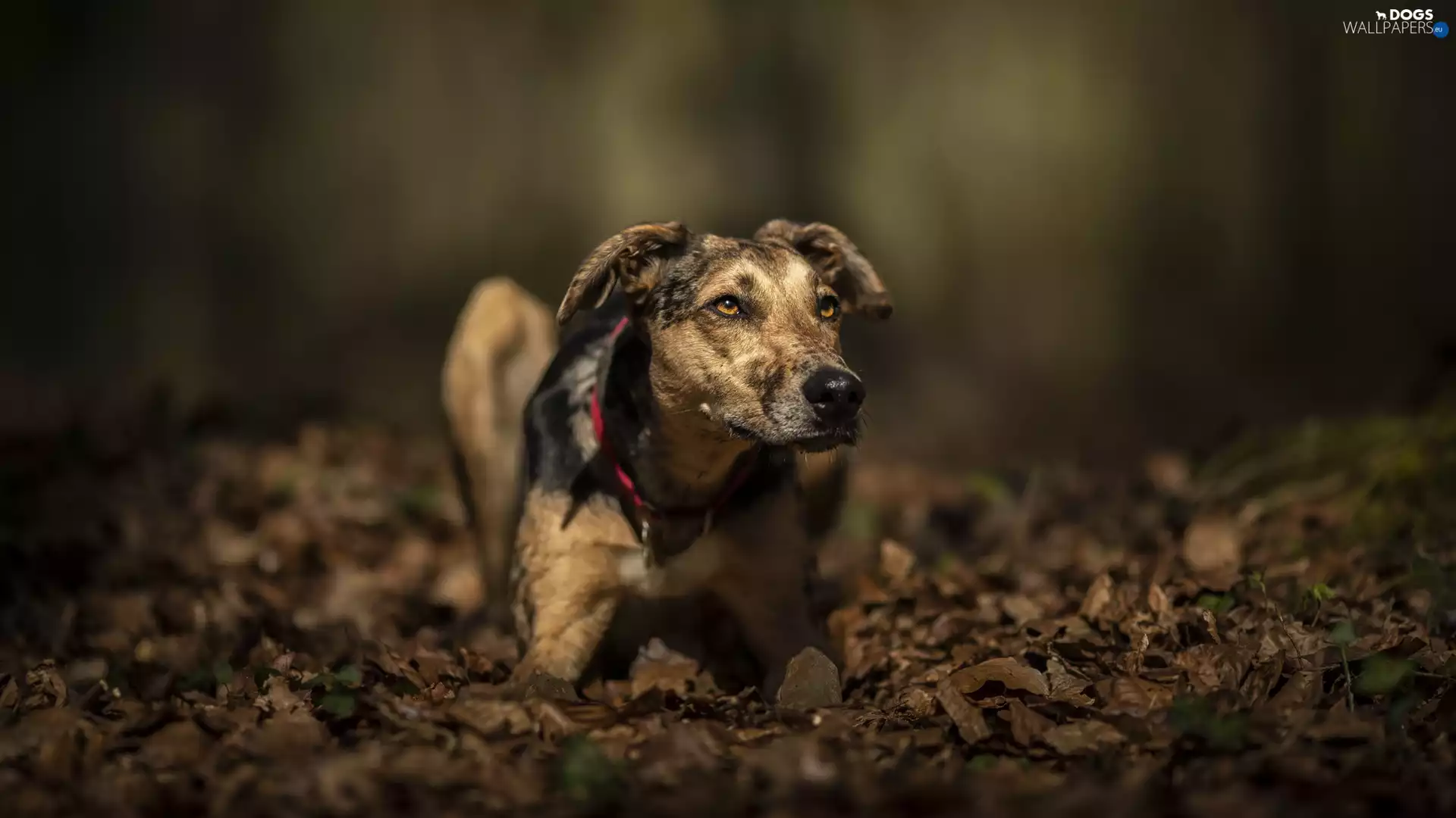 dog, muzzle, Leaf, Whippet