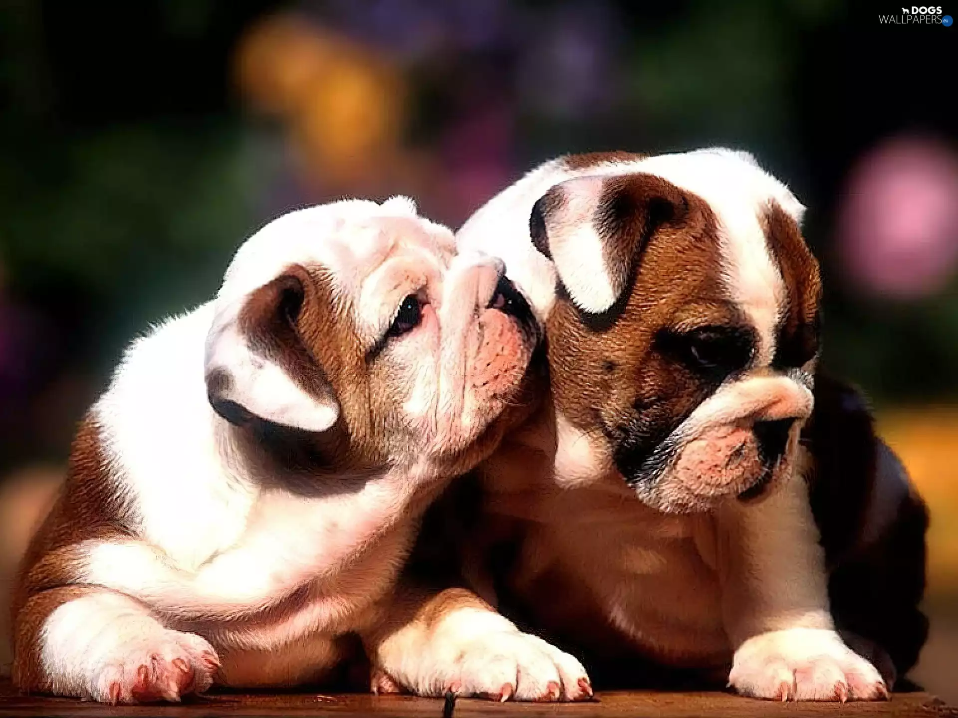 Dogs, Two cars, whispering