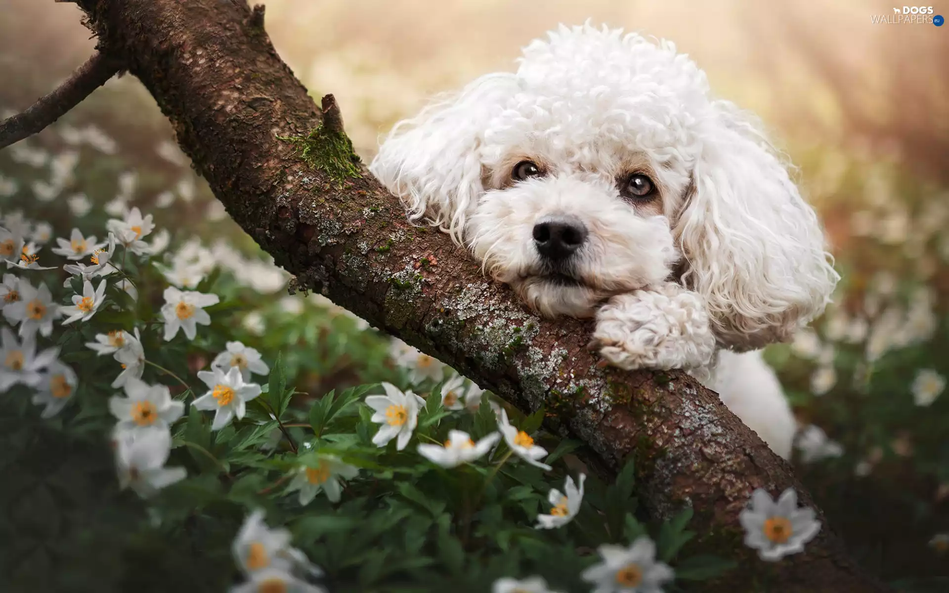 Flowers, poodle, branch, White, dog, Anemones, Spring