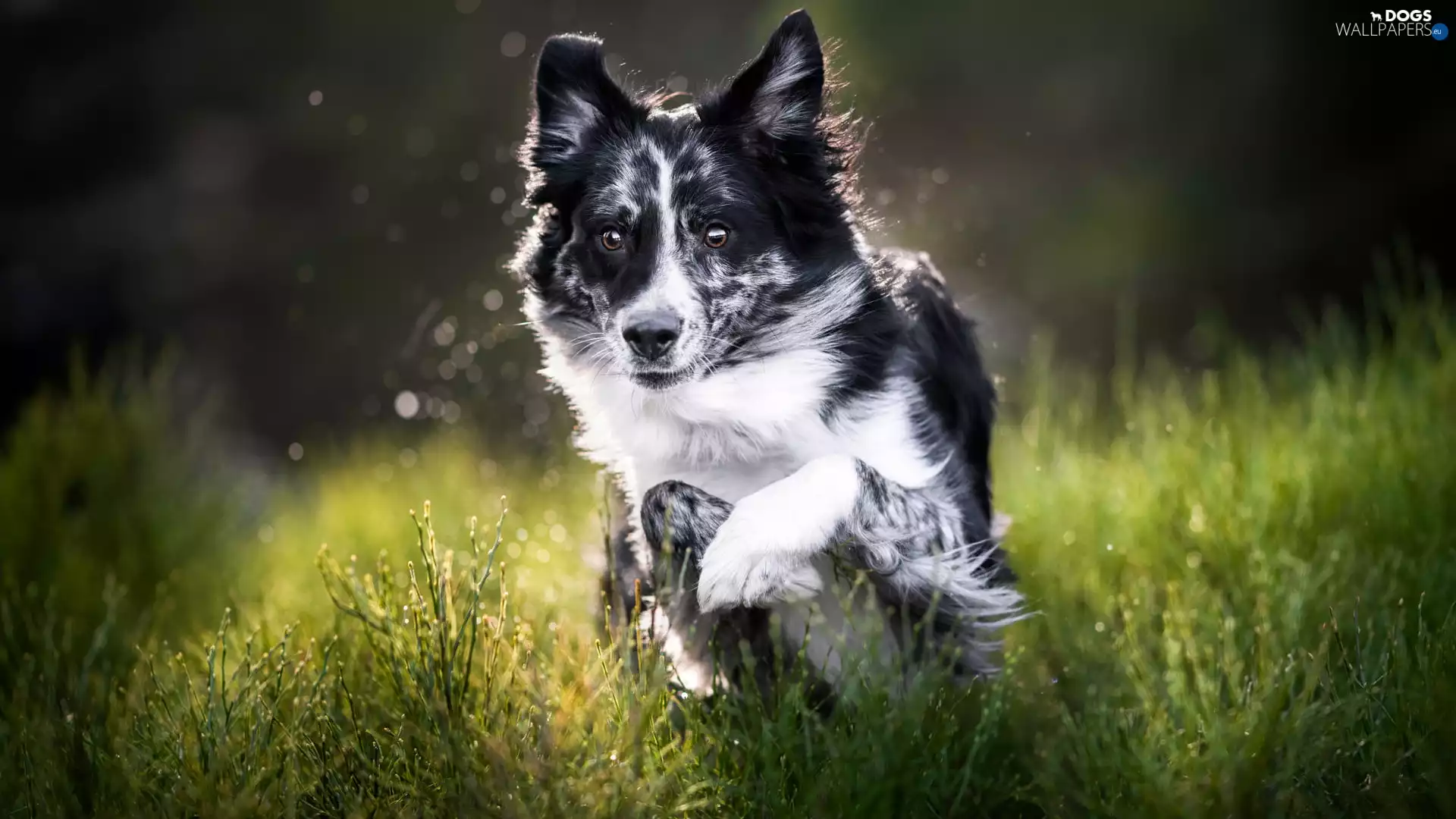 Green, grass, dog, Border Collie, black and white