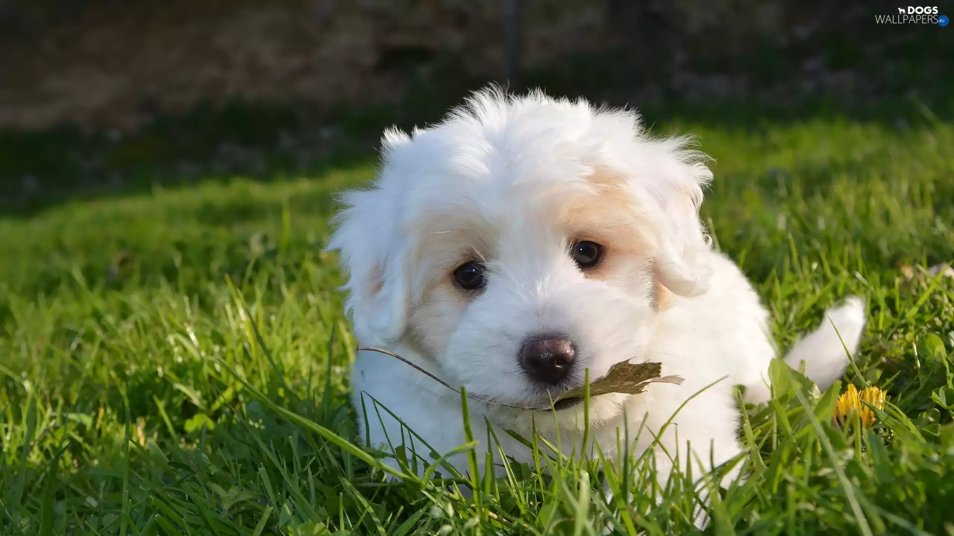 Golden Retriever, grass, White, Puppy, dog