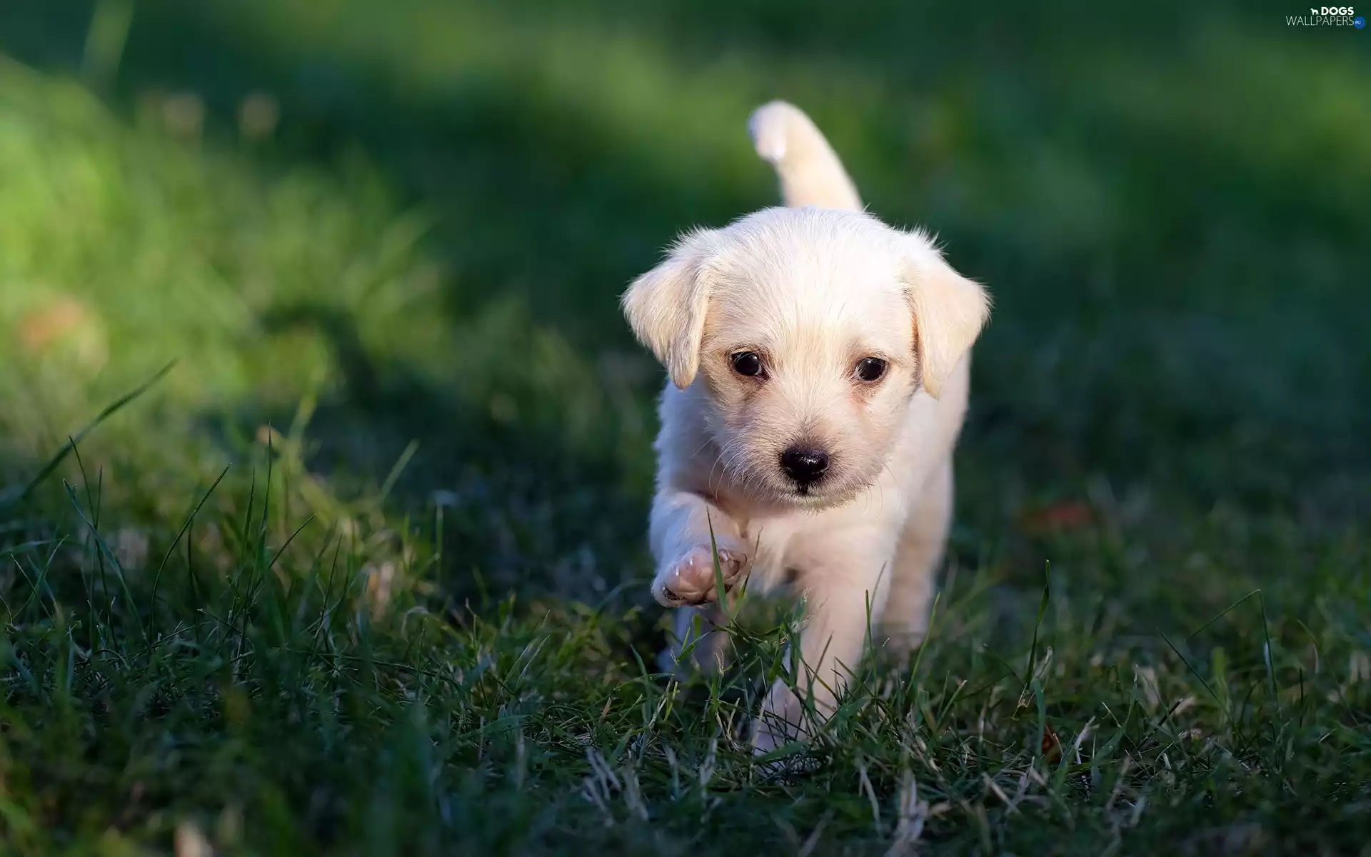 dog, Puppy, grass, White