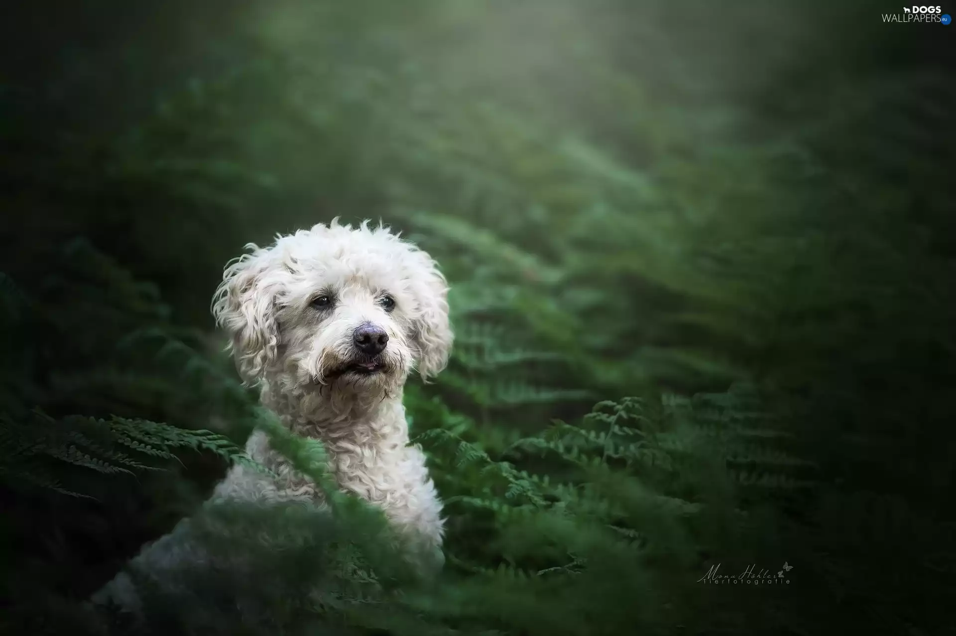 dog, Puli, Plants, White