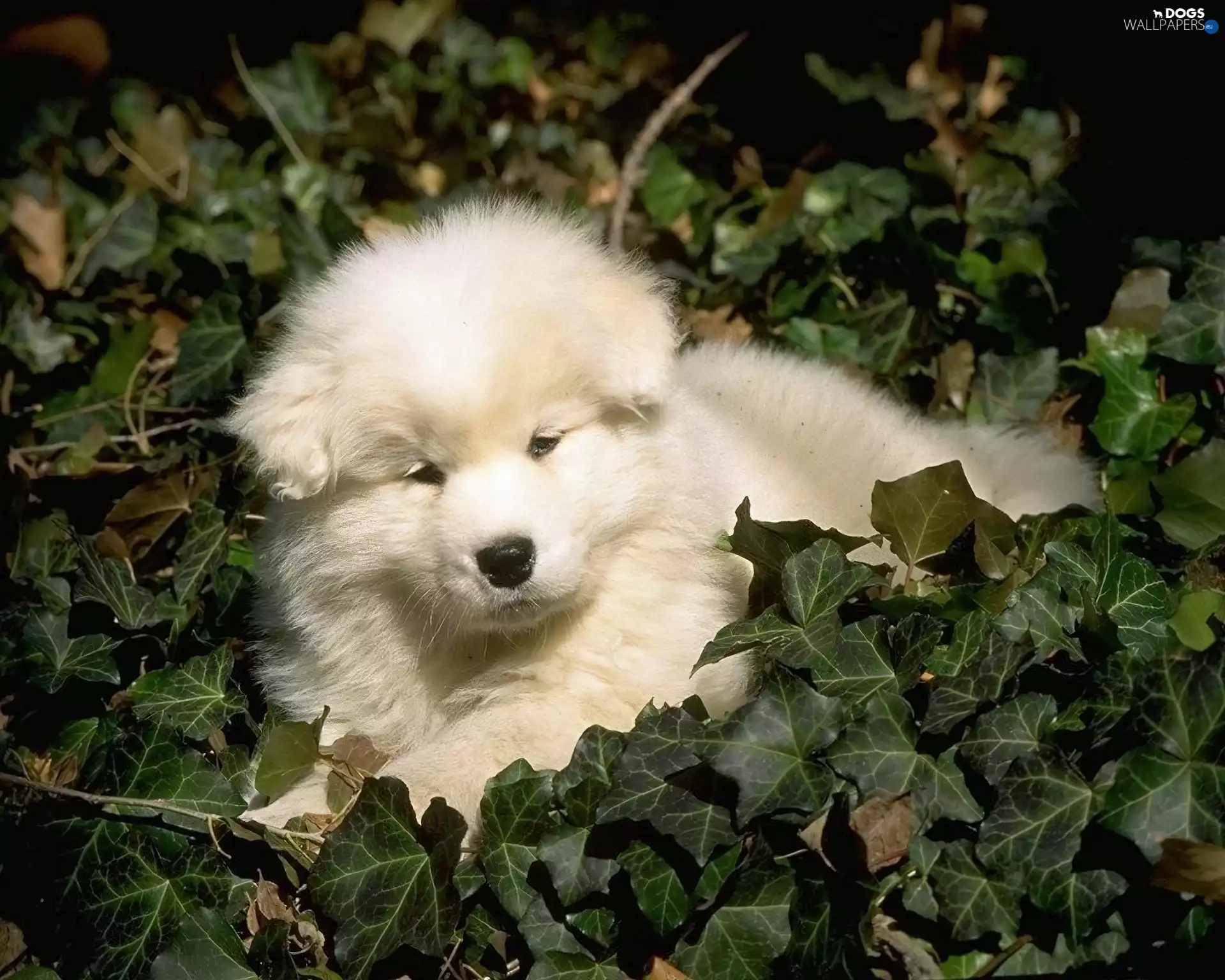 doggy, Puppy, Leaf, White