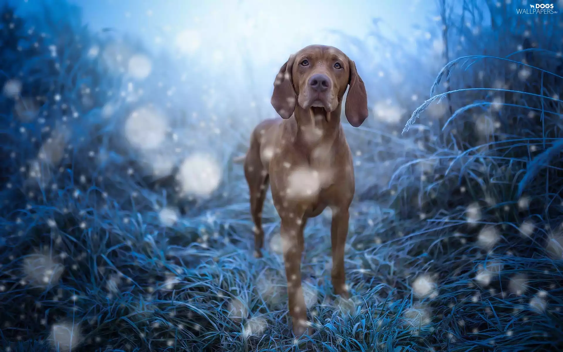 Vizsla, White frost, snow, grass