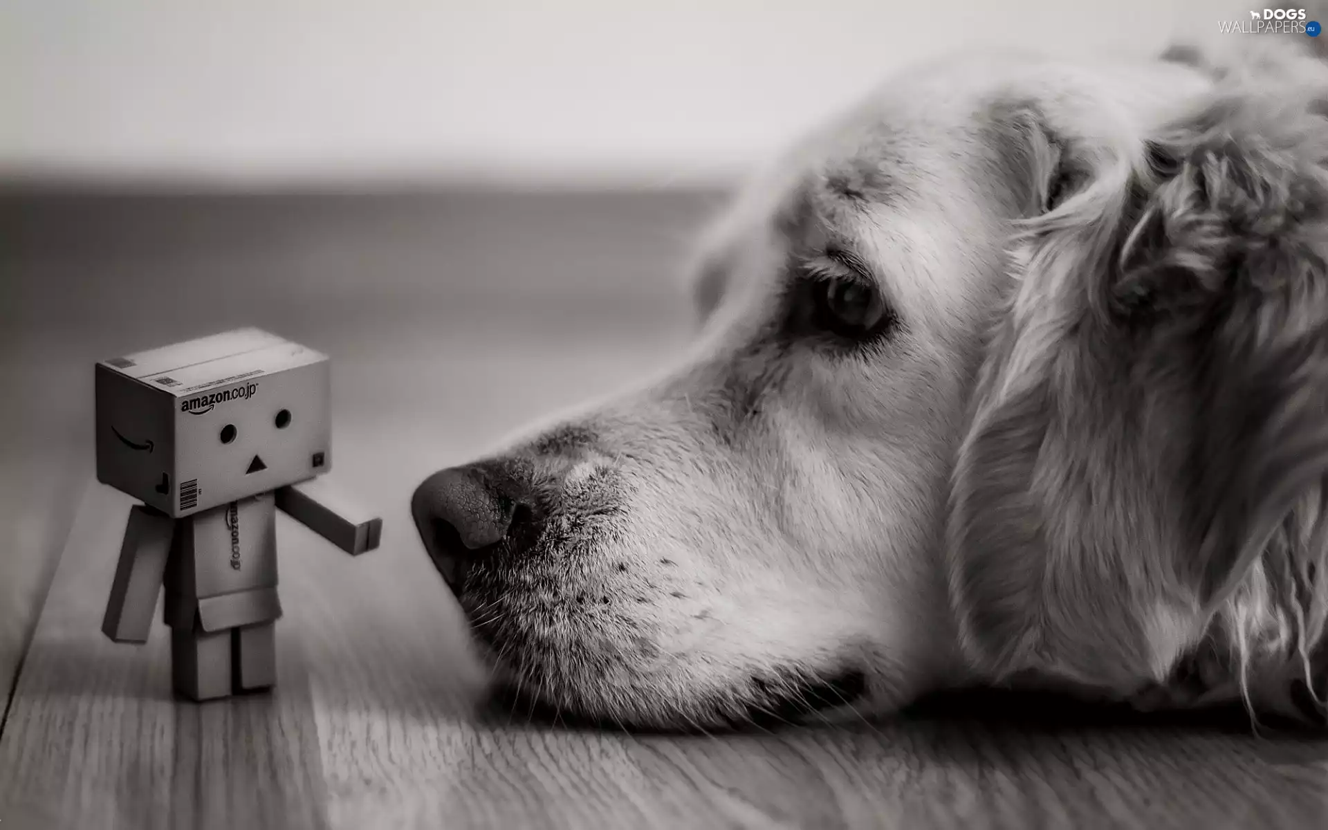 dog, Danbo, Blurry Background, Black and white, Golden Retriever, Cardboard Man