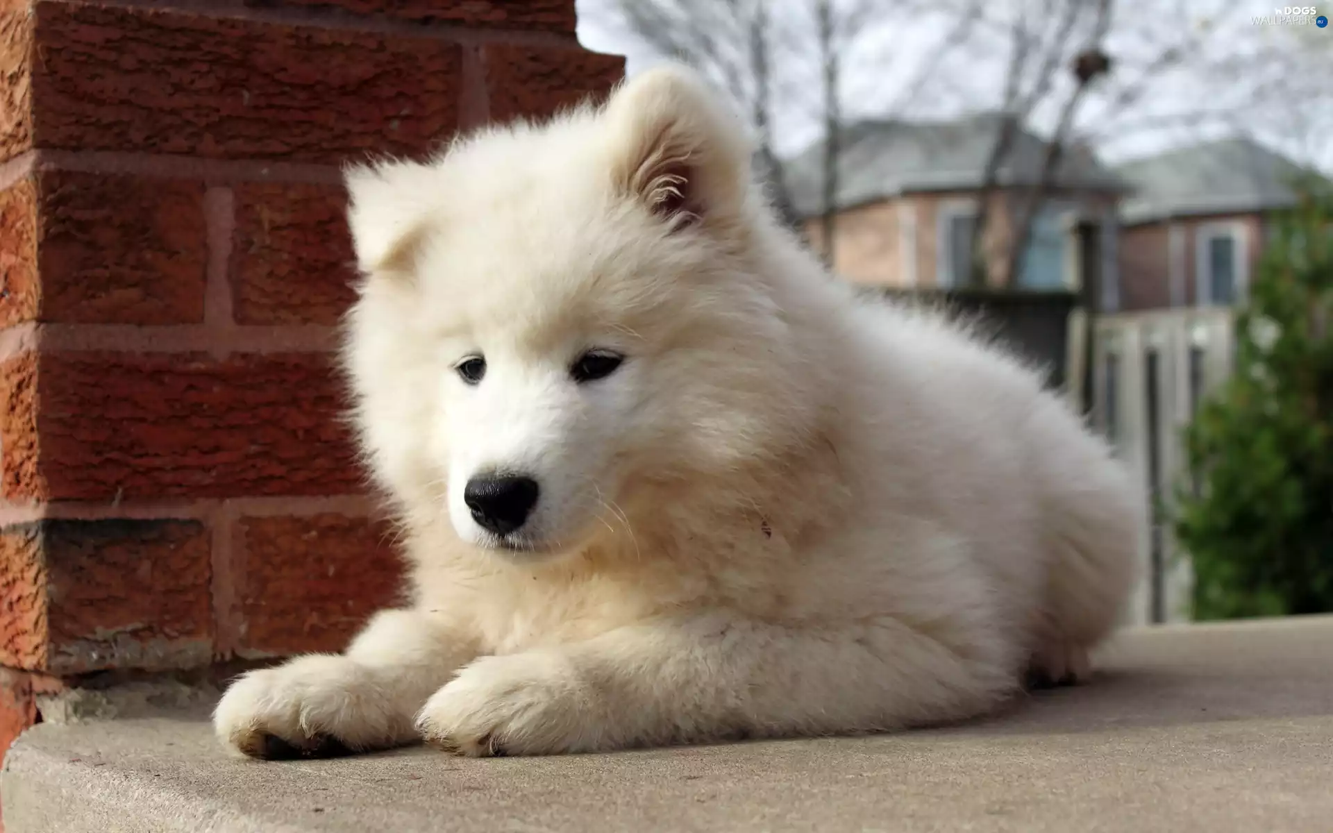 honeyed, Puppy, Samojed, White