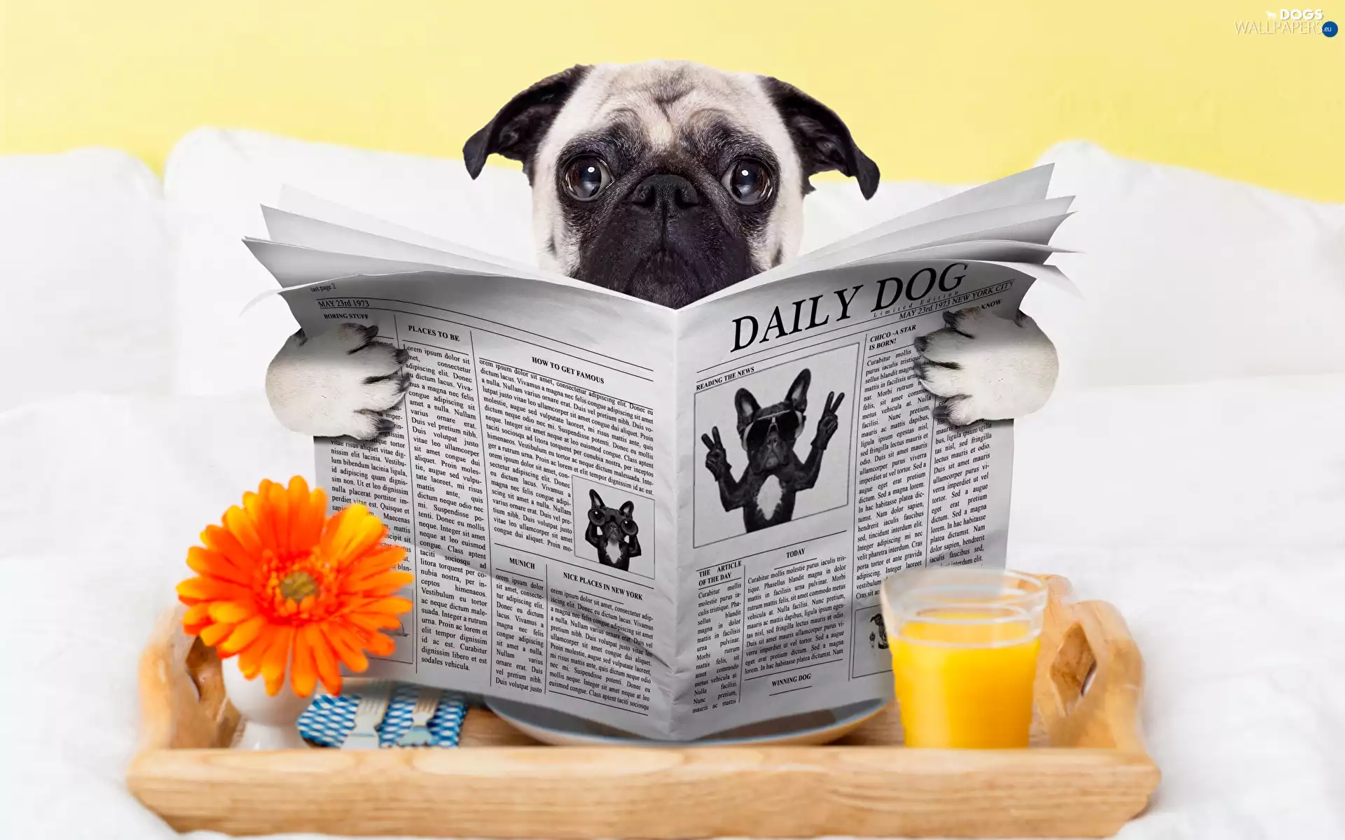 Paper, dog, juice, White Bed, Gerbera, pug