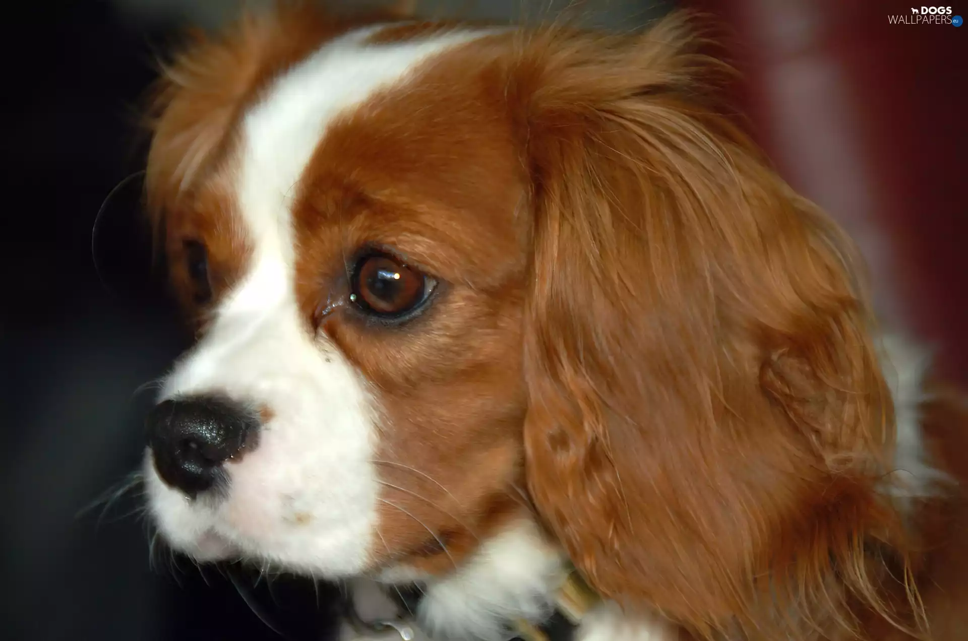 Red-white, King Charles Spaniel