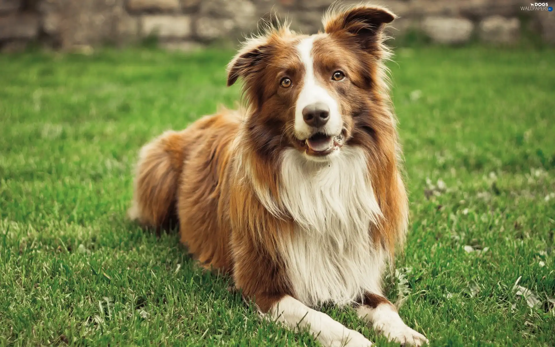 white Dog, Lawn, brown