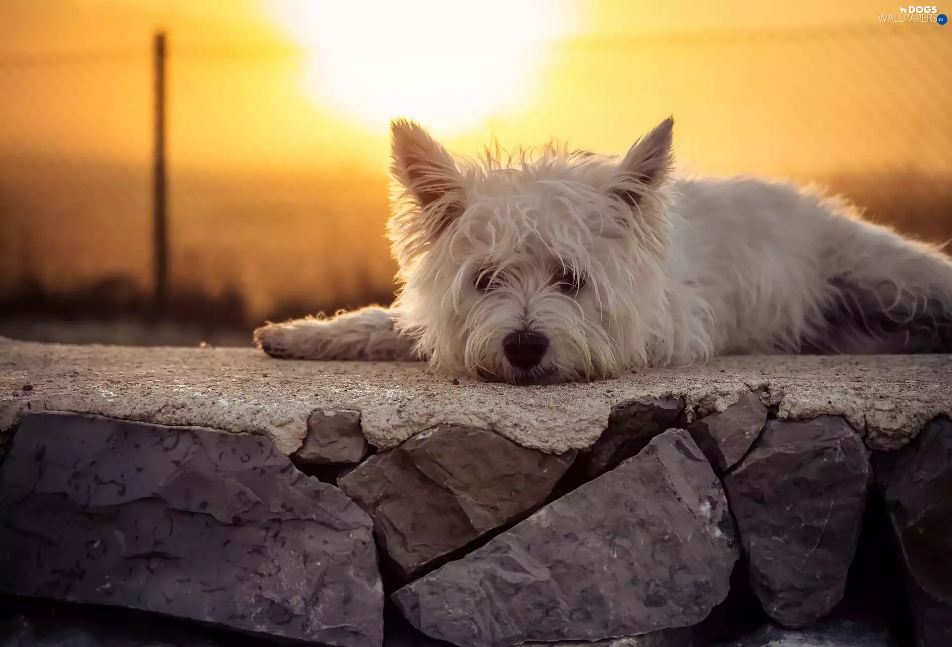 sun, West Highland White Terrier, ledge