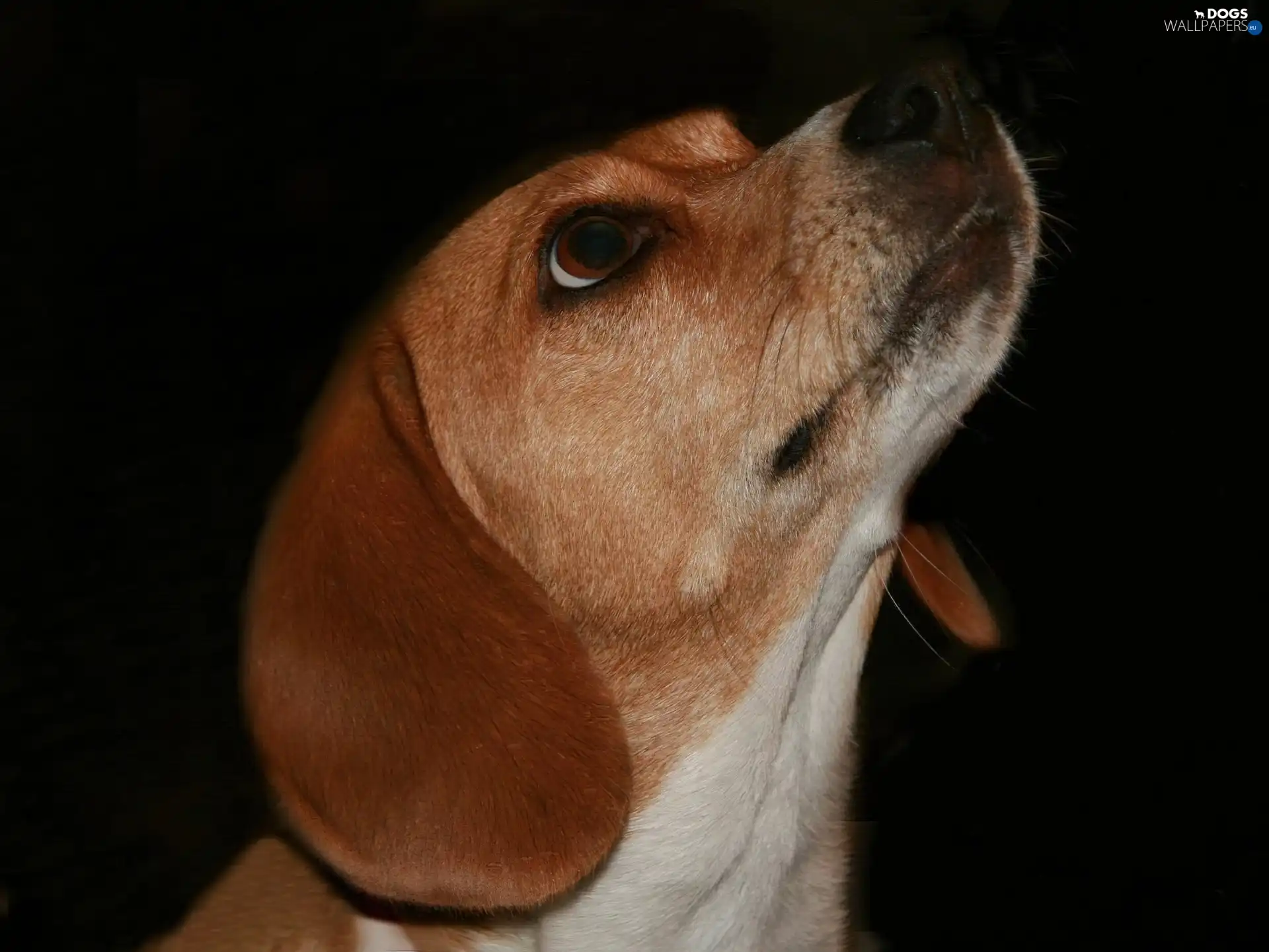White, muzzle, ginger, neck, dog