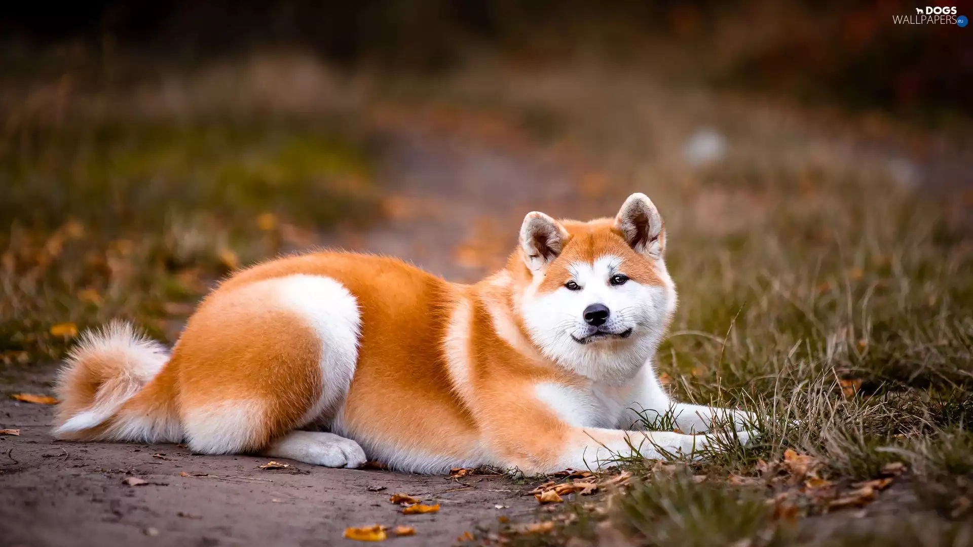 dog, lying, Path, grass, Akita Inu, Red-white