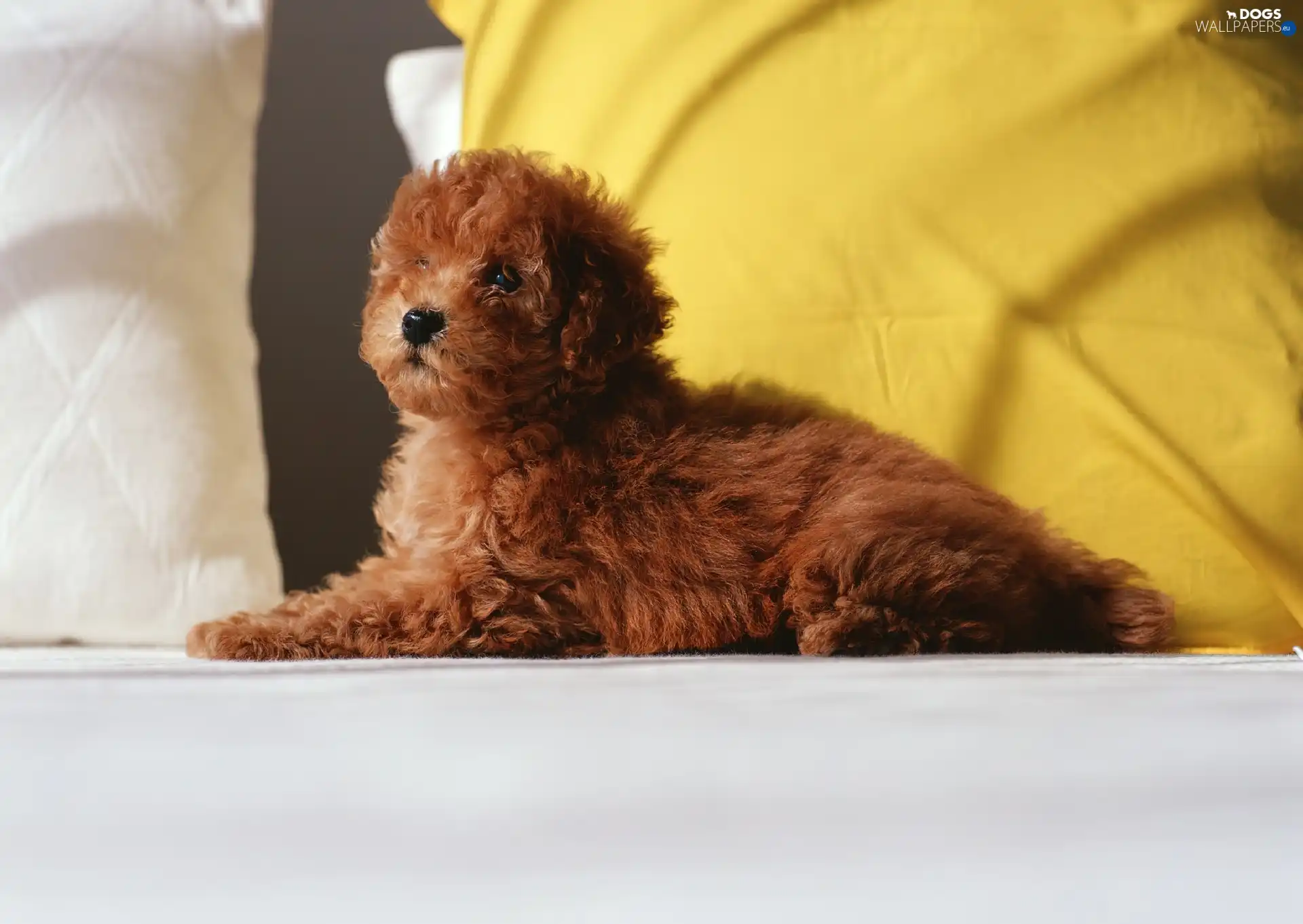 White Bed, pillows, doggy