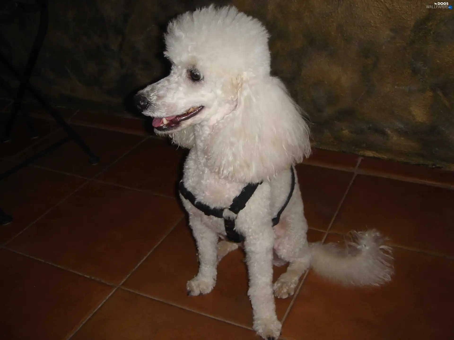 White, coat, Poodle average
