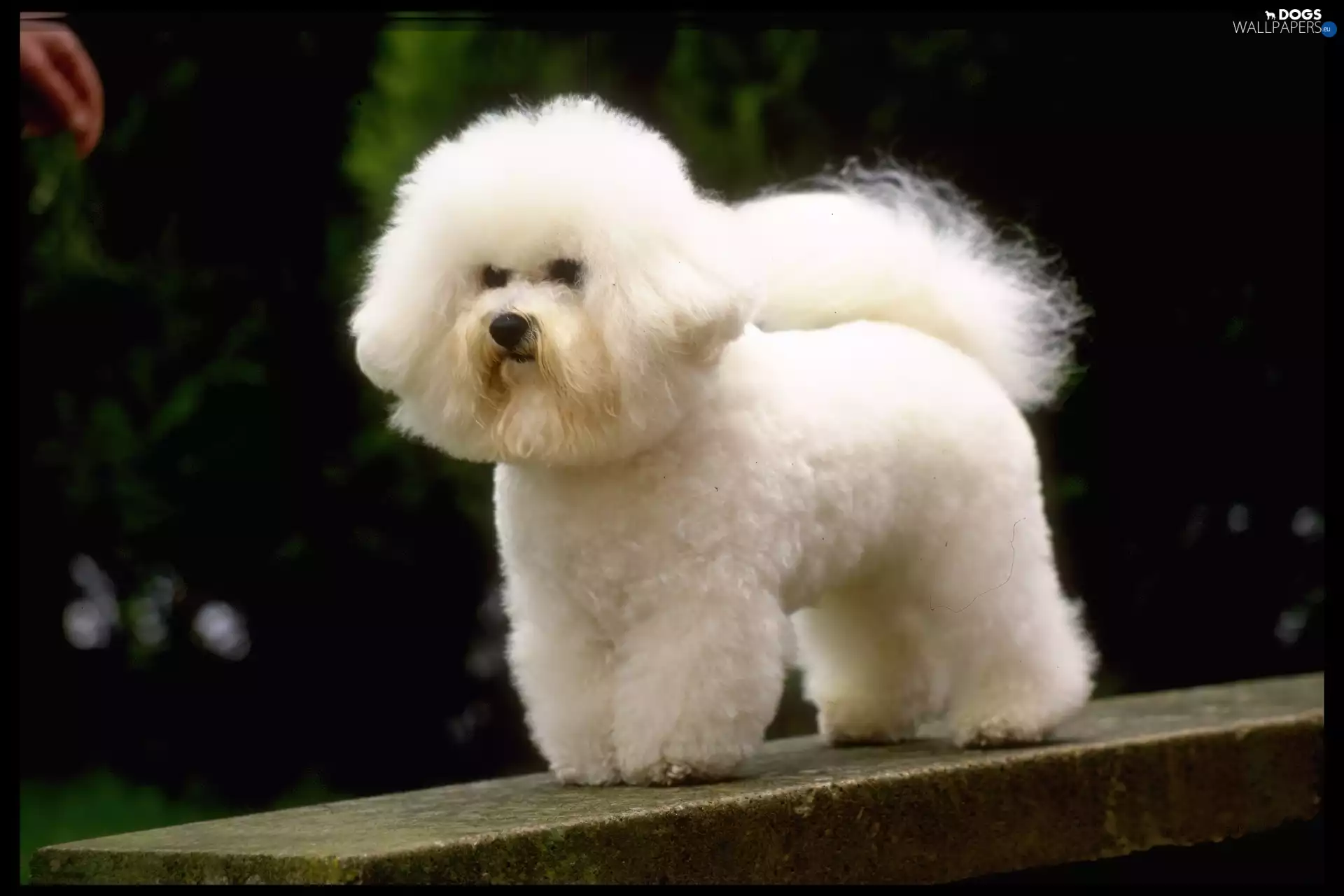 White, poodle
