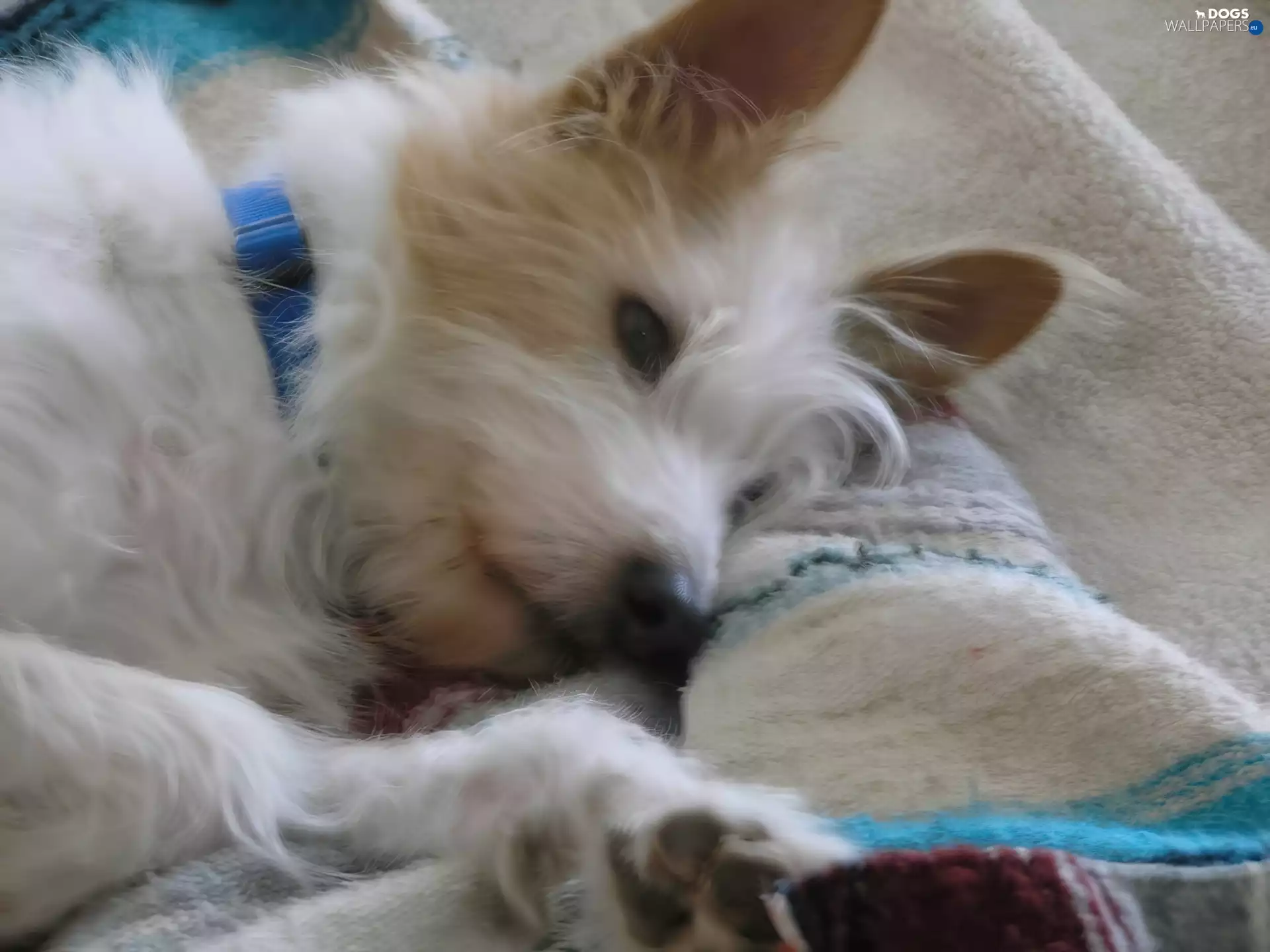 White, podengo Portuguese