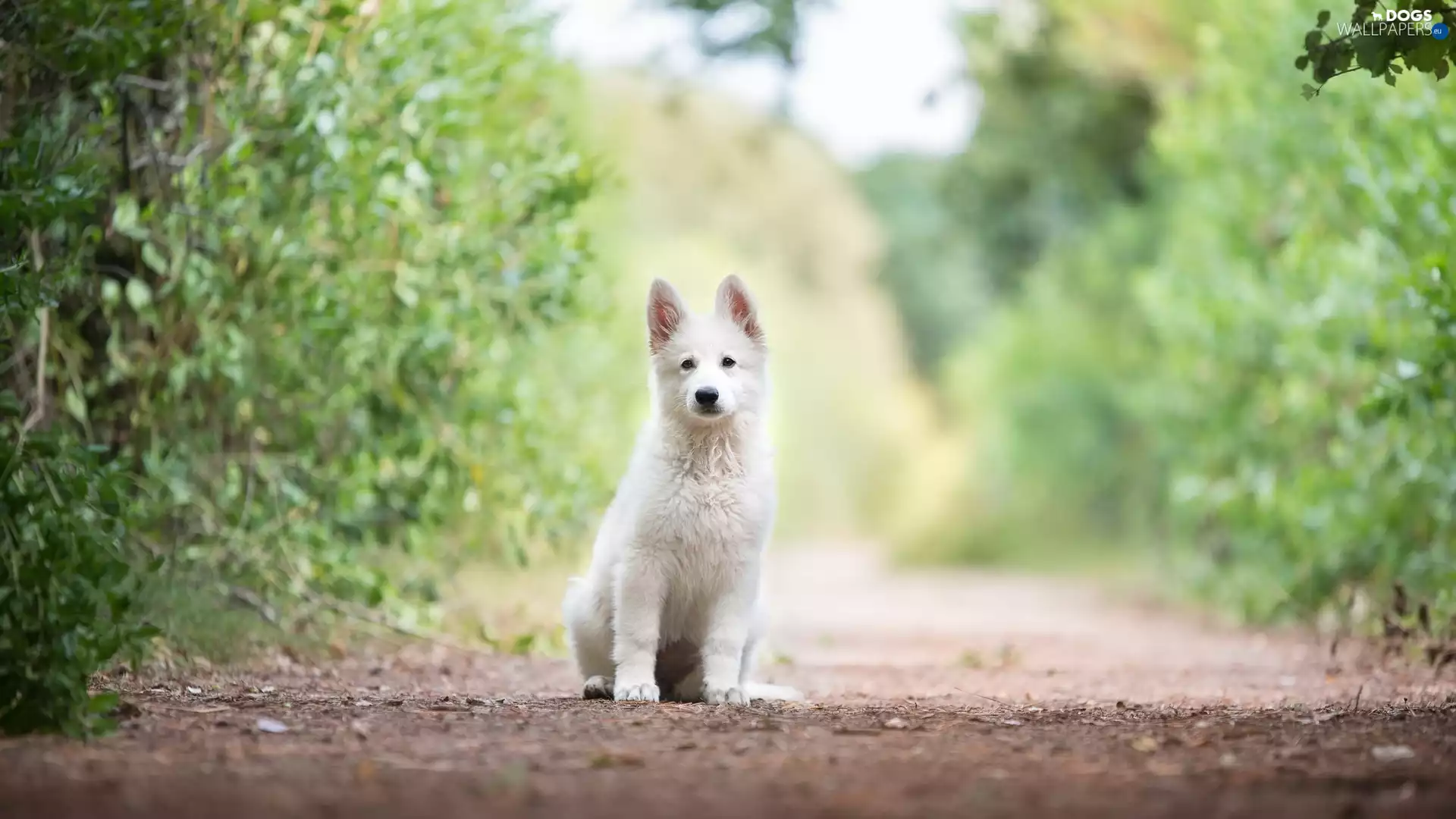 Bush, lane, Puppy, White Swiss Shepherd, dog