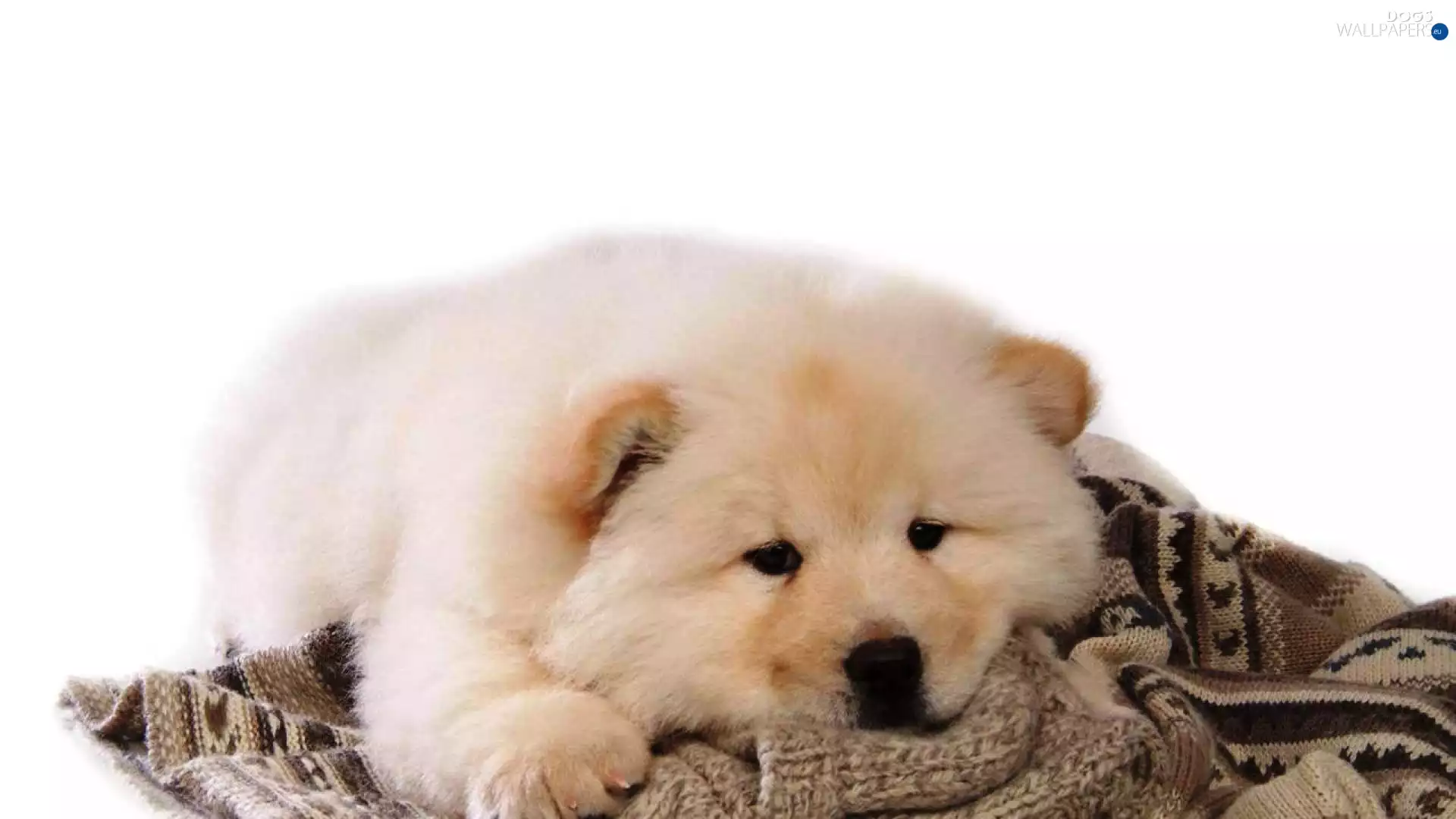 White, Puppy