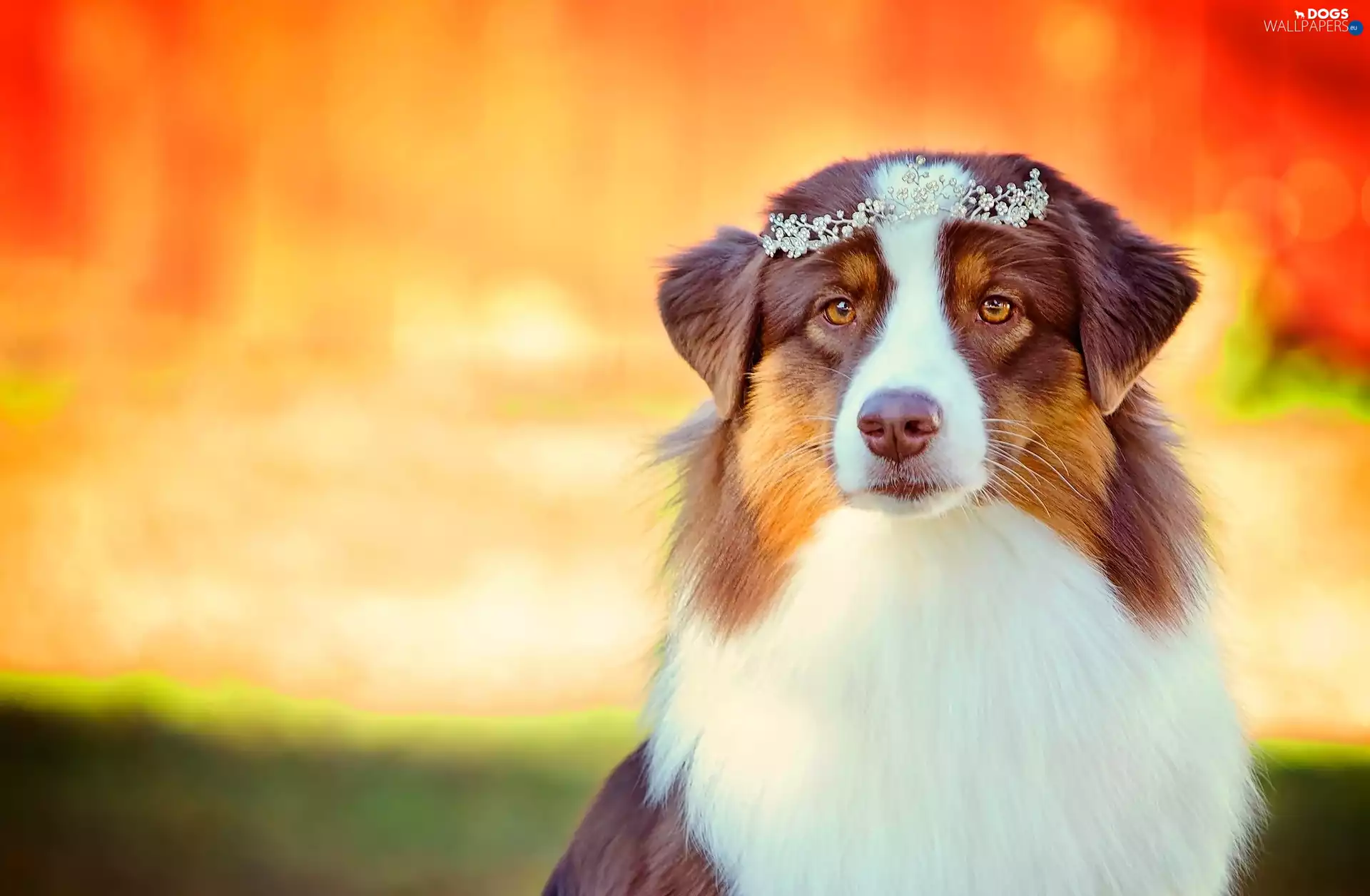 sheep-dog, brown, White