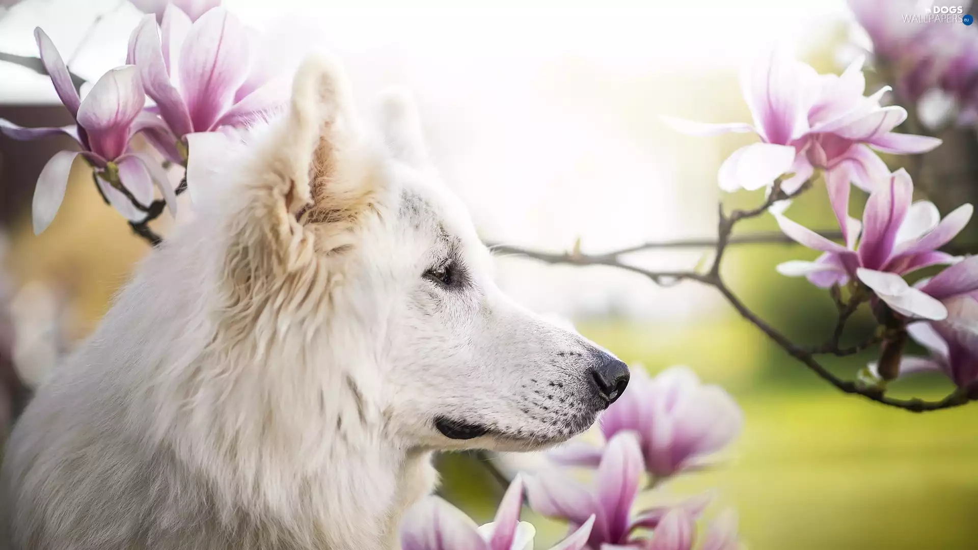 dog, Flowers, Magnolias, White Swiss Shepherd