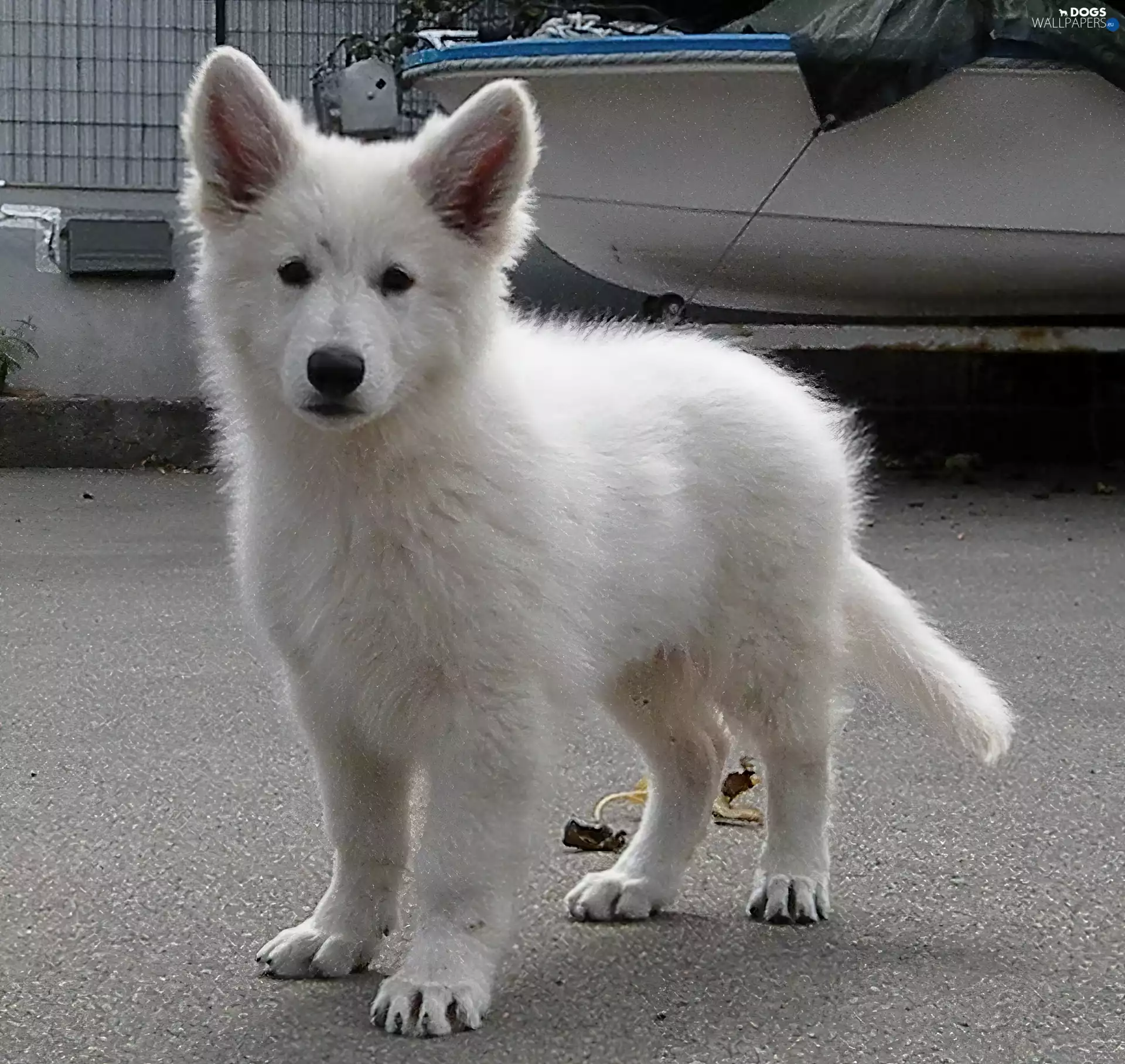 bath-tub, small, White Swiss Shepherd