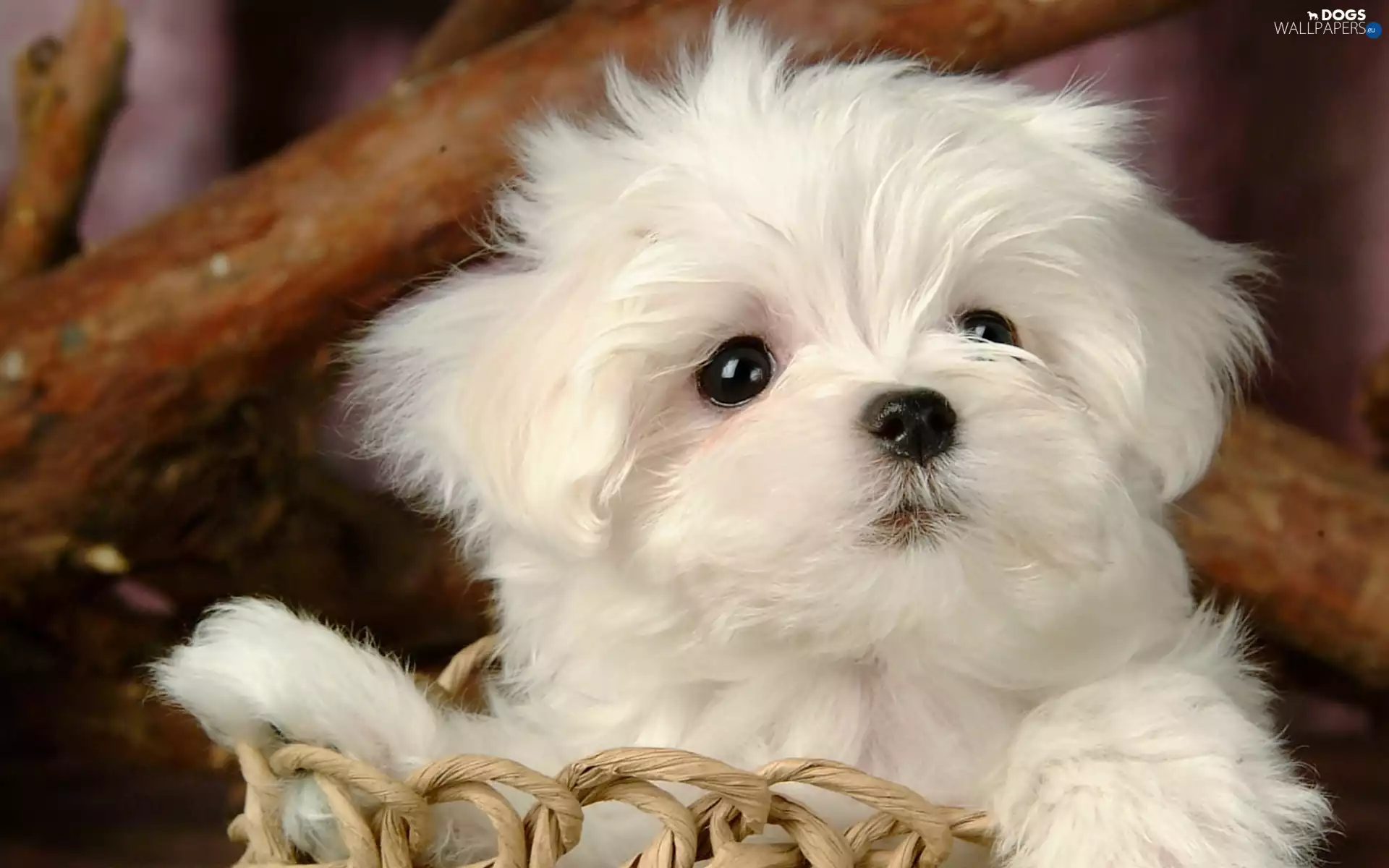 small, puppie, basket, White