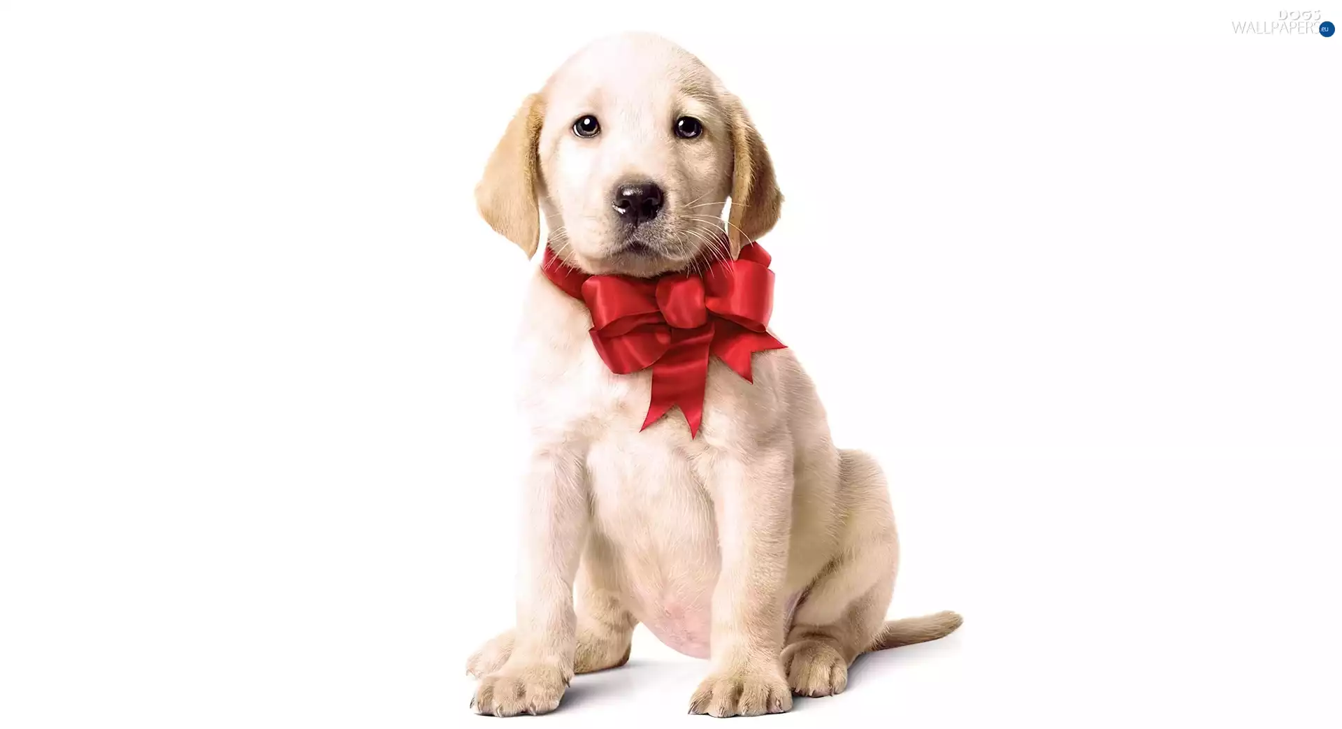 red hot, bow, White, dog, small
