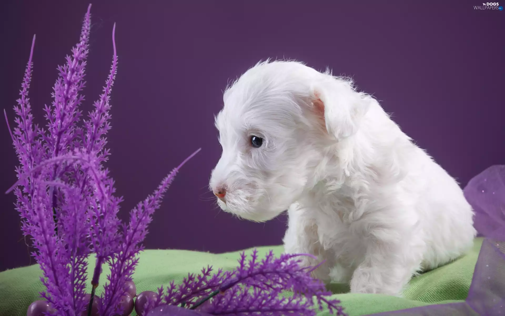 dog, Sealyham Terrier, White, puppie, small