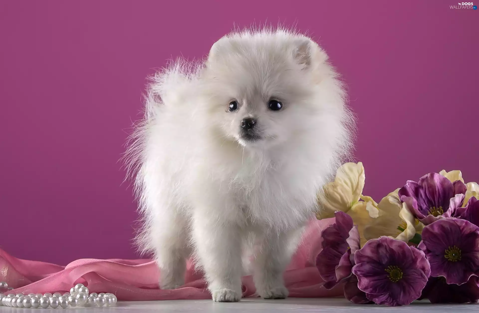 White, Toy Spitz