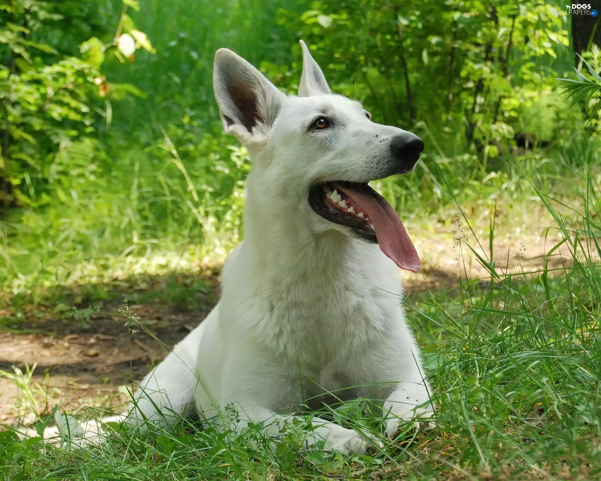 grass, White Swiss Shepherd, Tounge