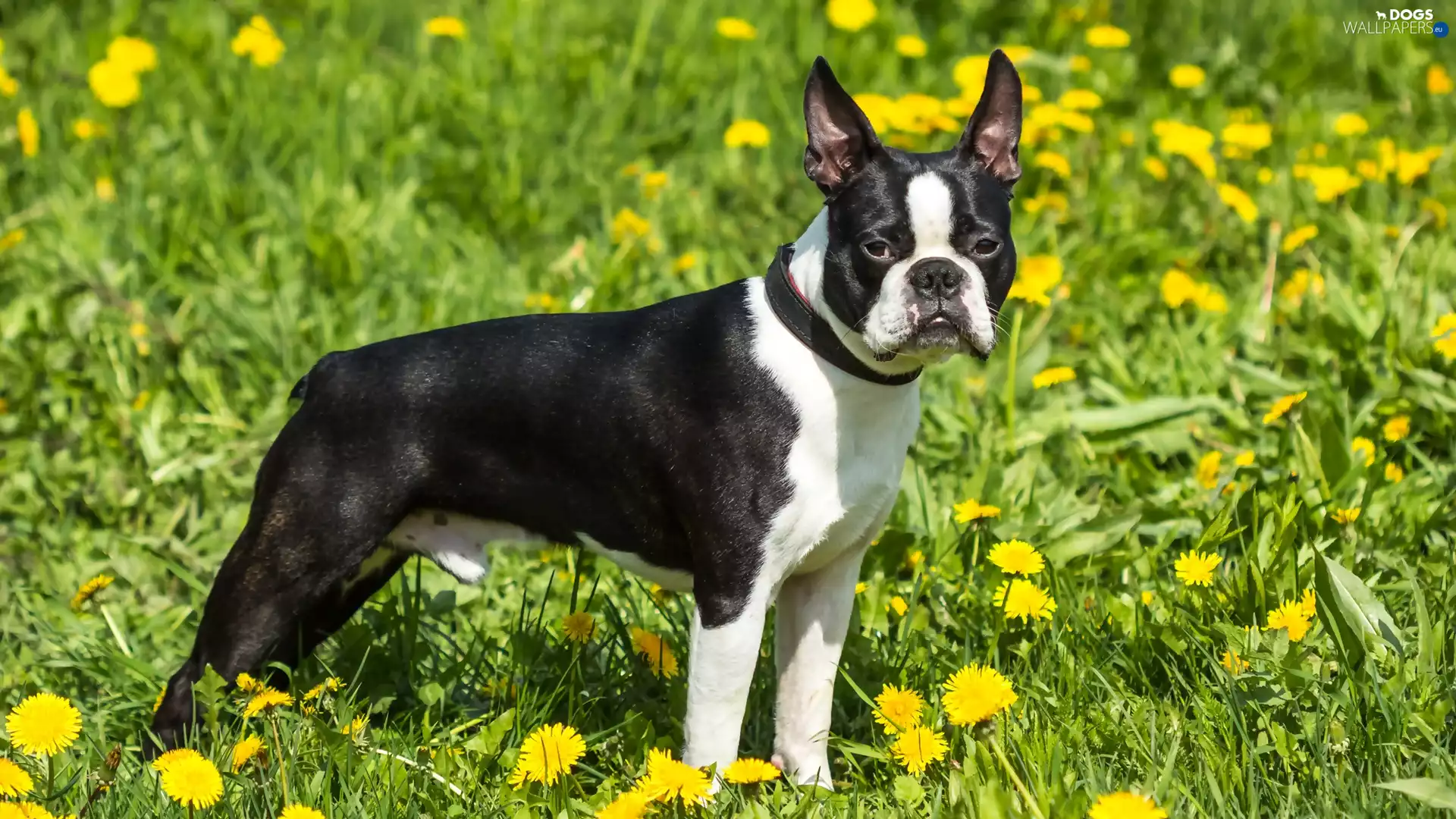puffball, black and white, Boston Terrier