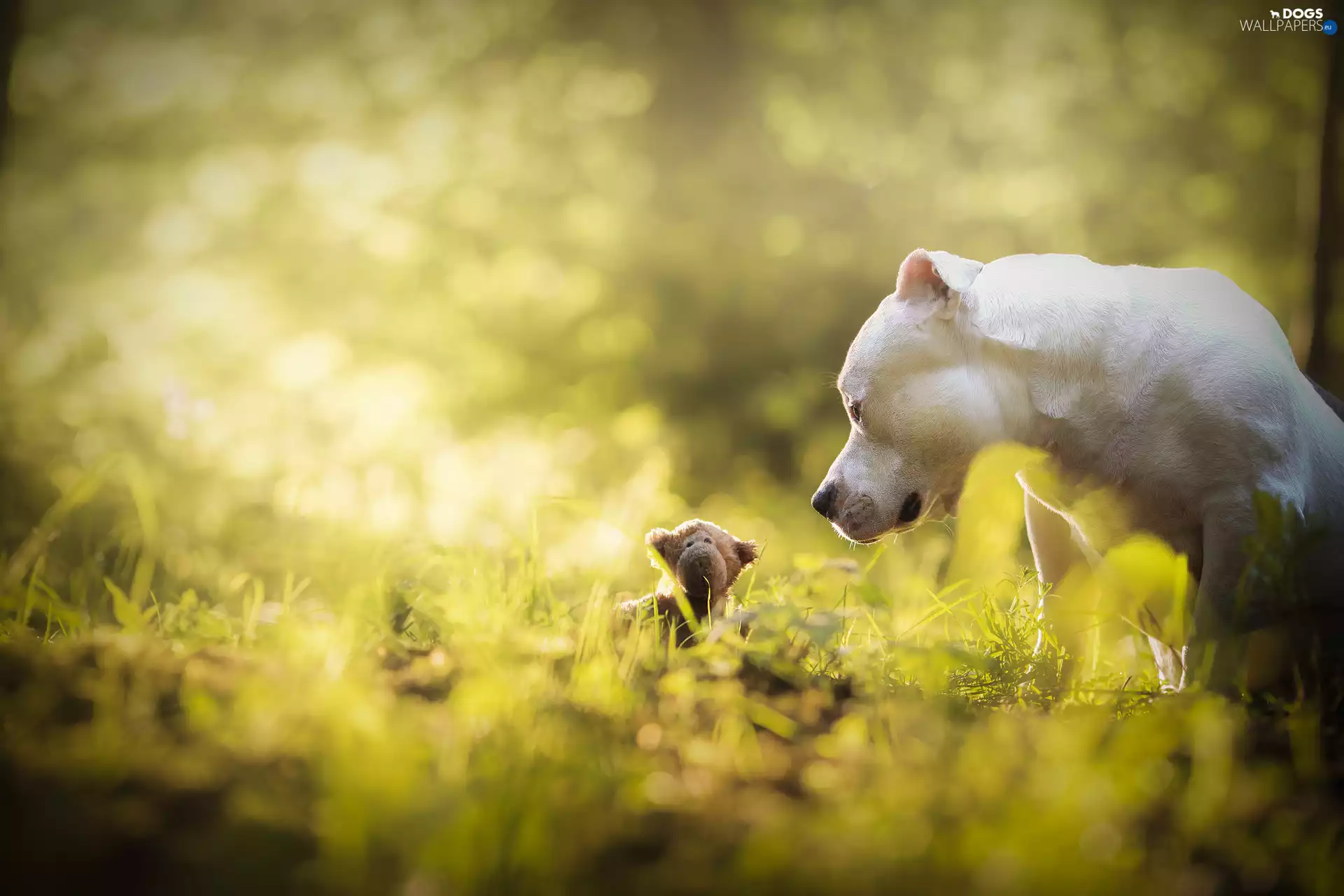 Pit Bull Terrier, dog, toy, Meadow, mascot, White