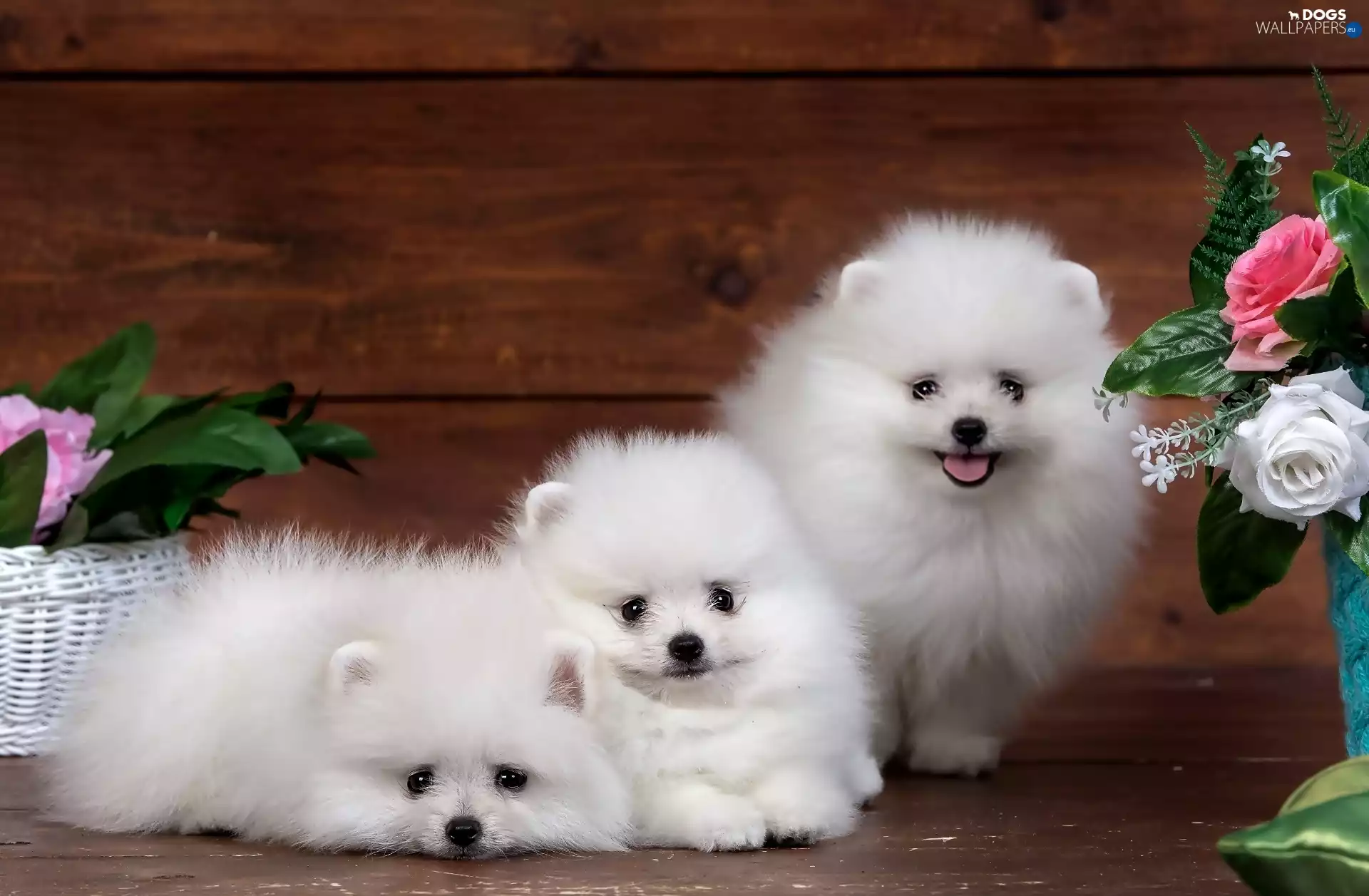 Three, puppies, Flowers, White
