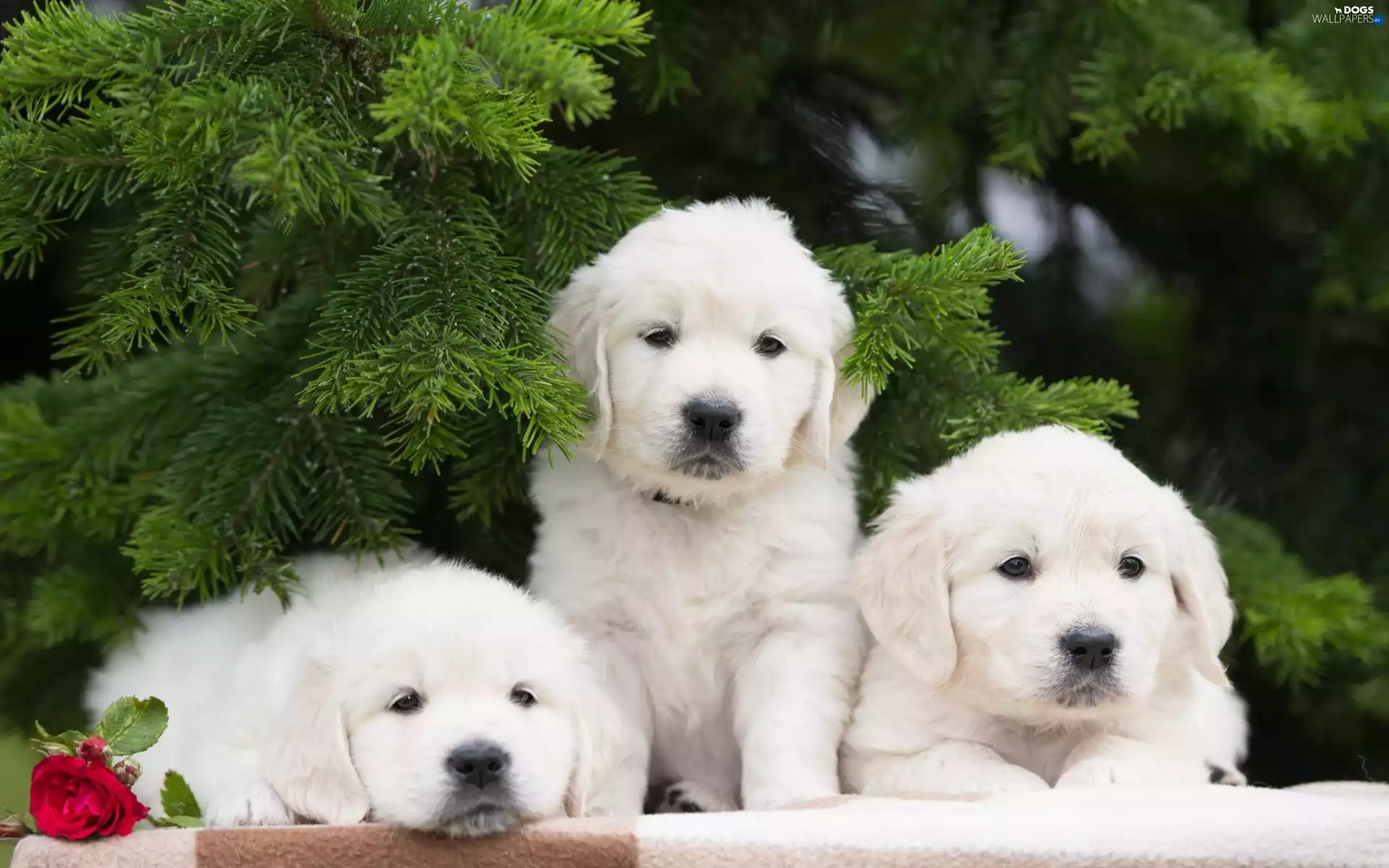 Three, puppies, Twigs, White